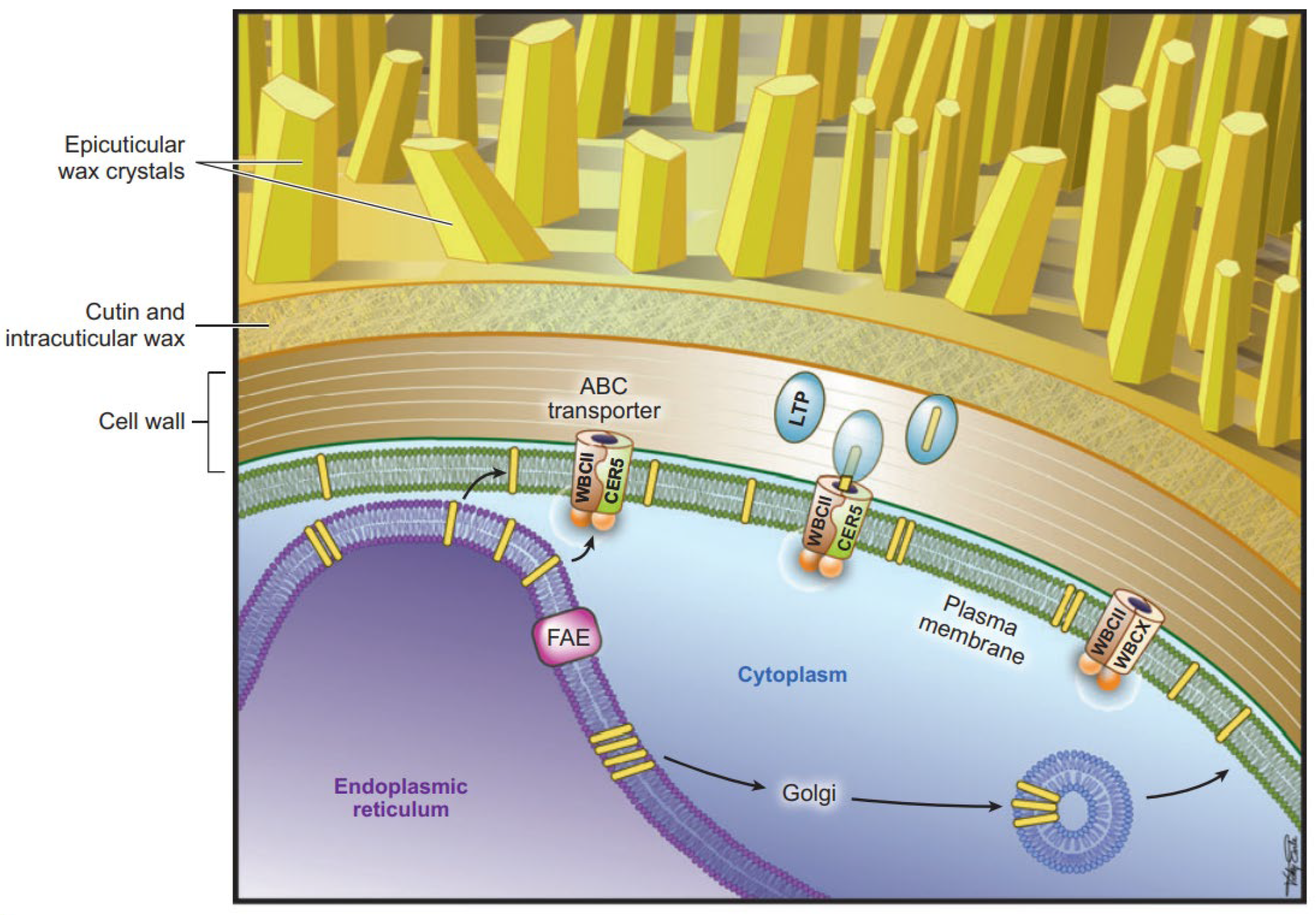 Genes 16 01319 g007 Genes 16 01319 g007