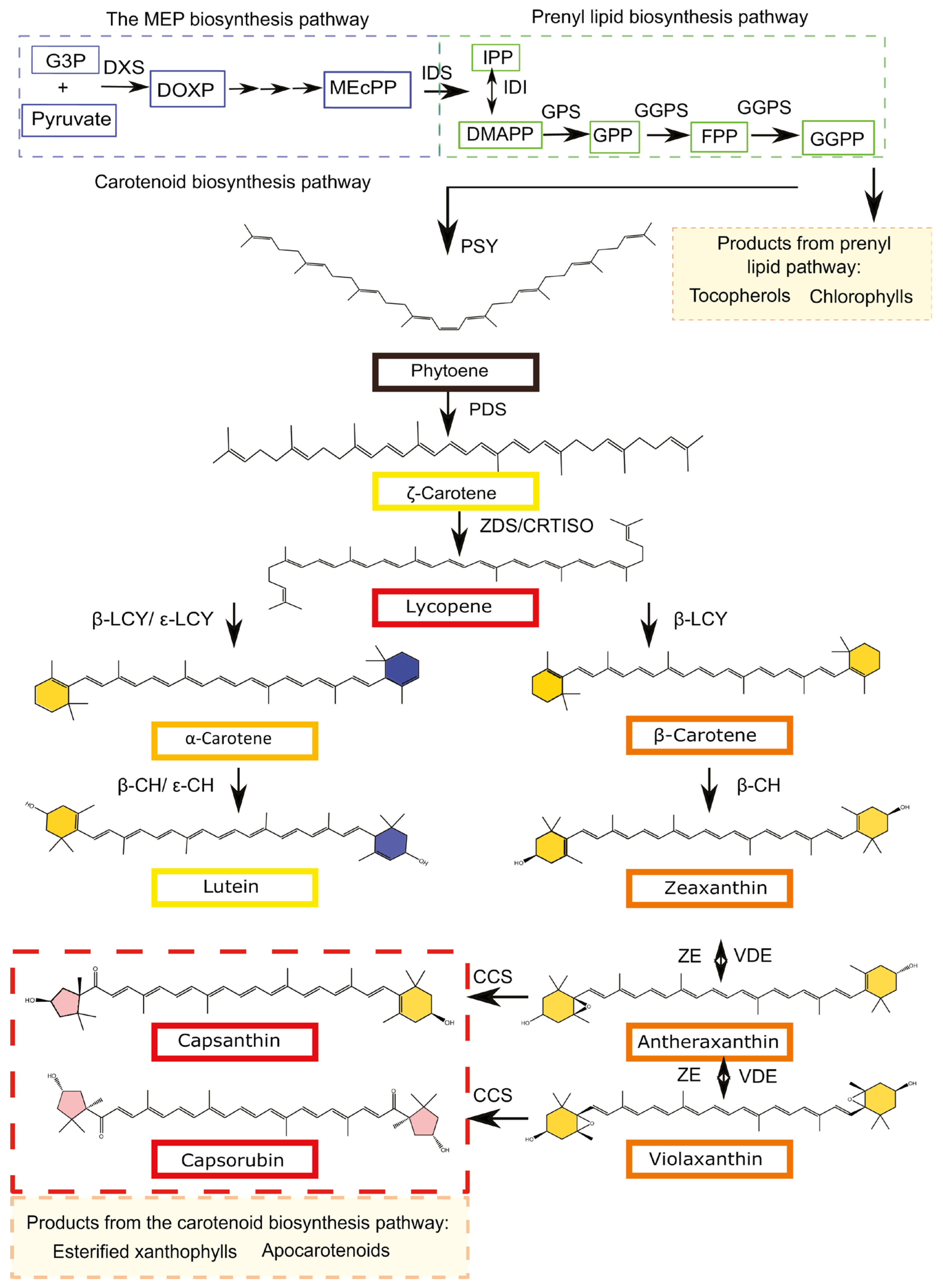 Genes 16 01319 g008 Genes 16 01319 g008
