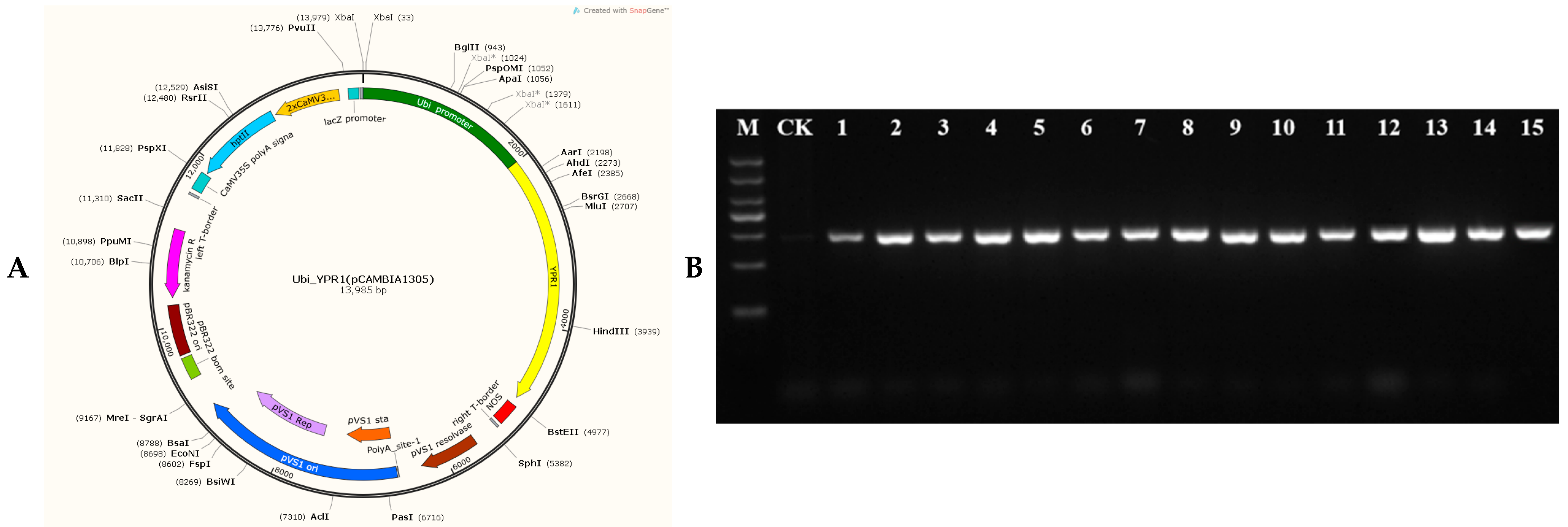 Genes 16 01321 g005a Genes 16 01321 g005a