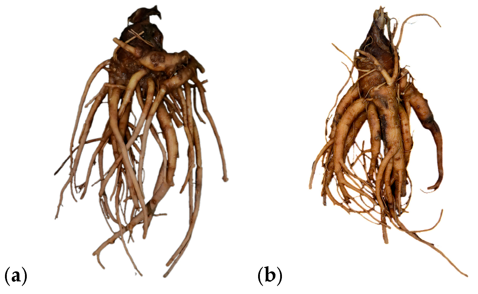 Genes 16 01333 g002 Genes 16 01333 g002