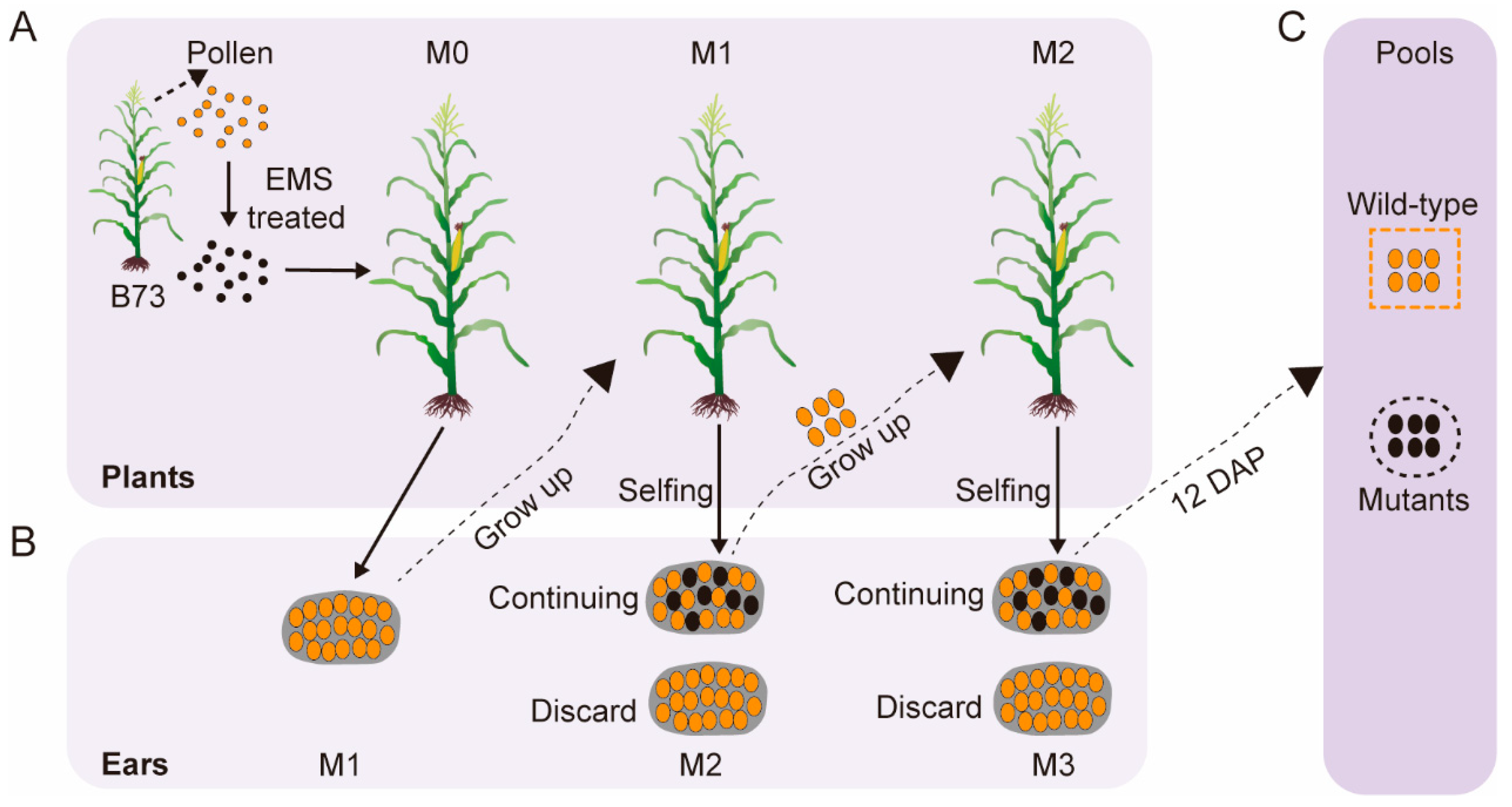 Genes 16 01337 g001 Genes 16 01337 g001