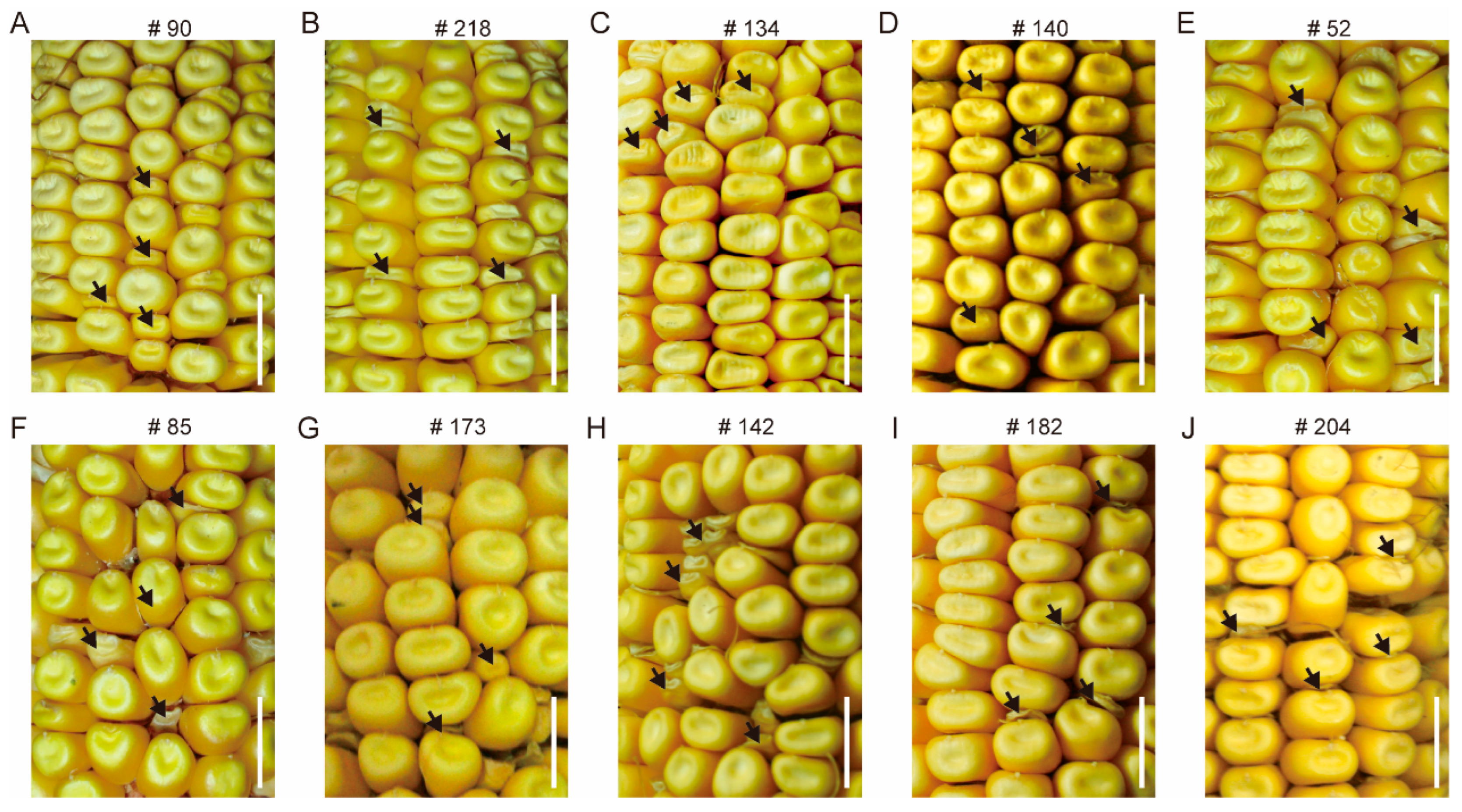 Genes 16 01337 g002 Genes 16 01337 g002