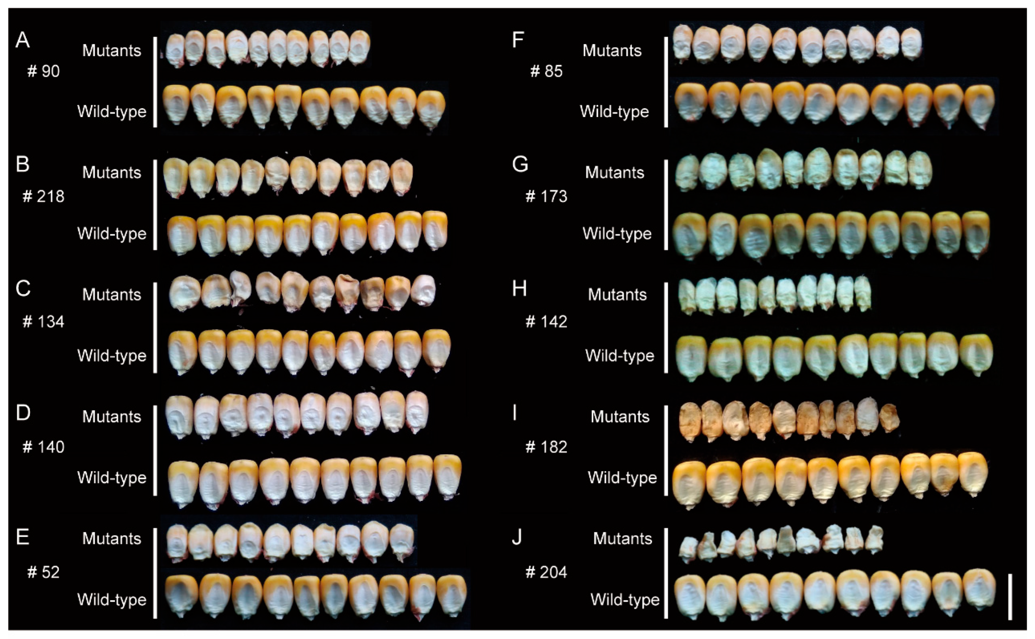 Genes 16 01337 g003 Genes 16 01337 g003