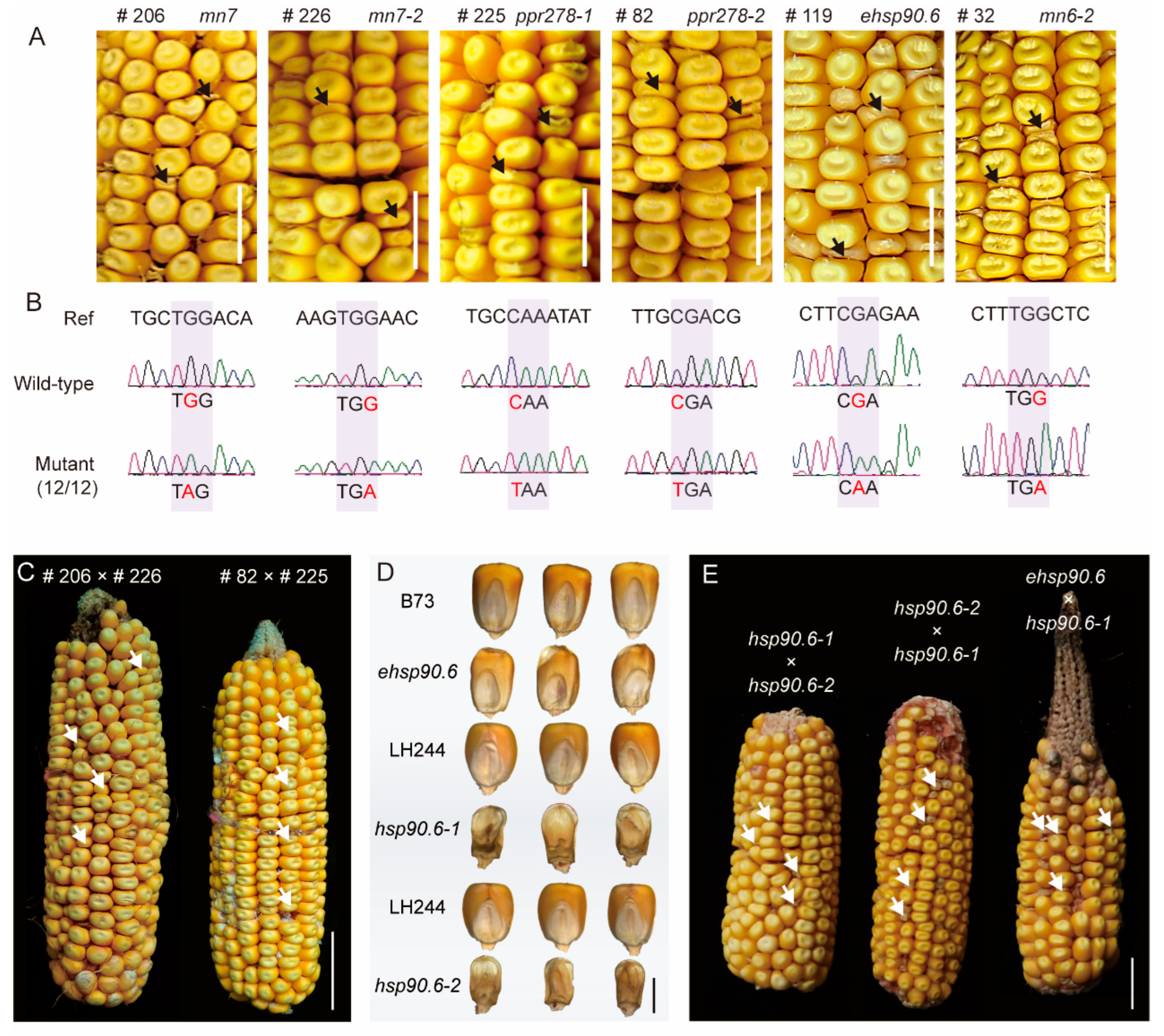 Genes 16 01337 g005 Genes 16 01337 g005