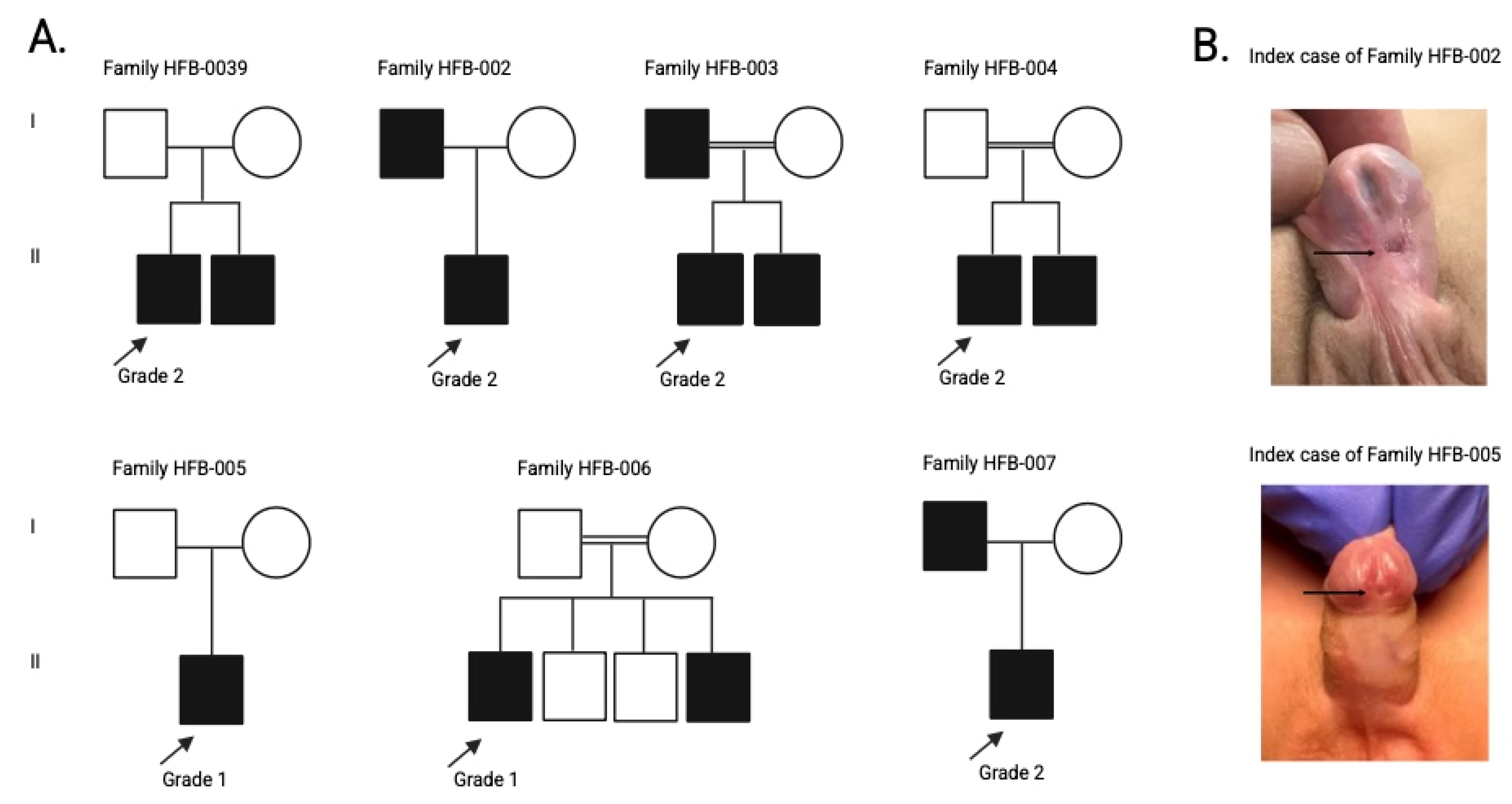 Genes 16 01340 g001 Genes 16 01340 g001