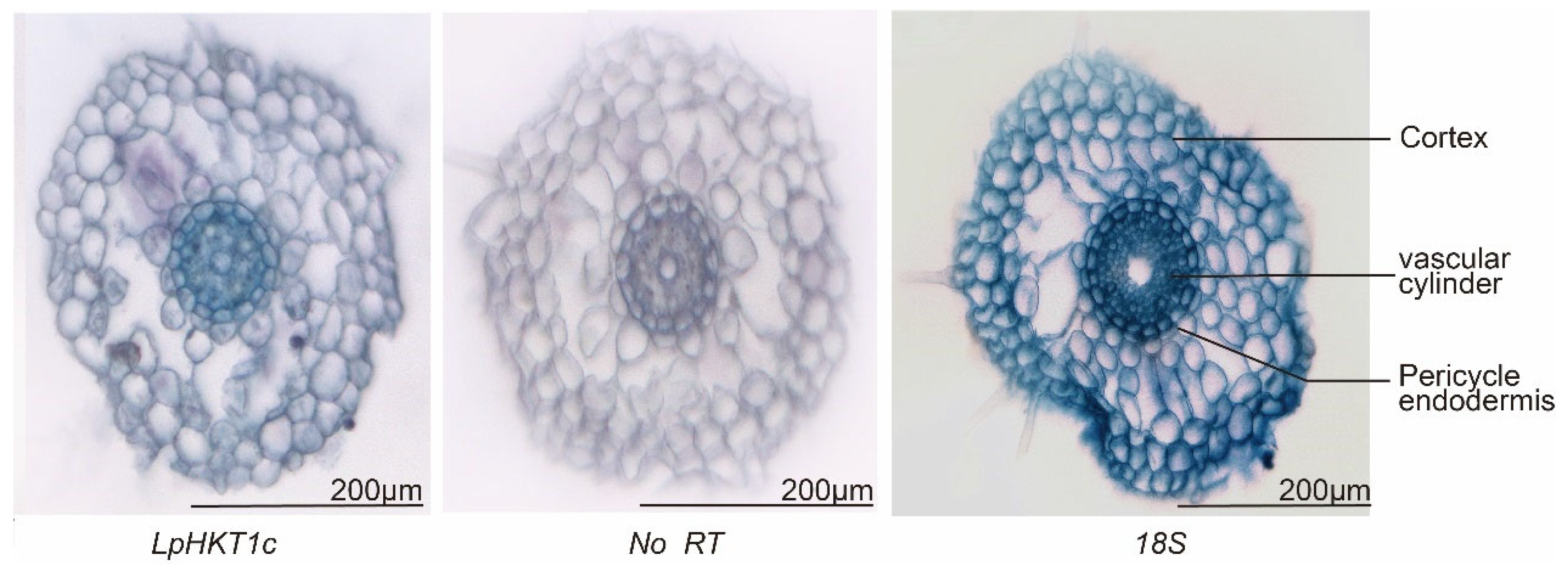 Genes 16 01341 g007 Genes 16 01341 g007