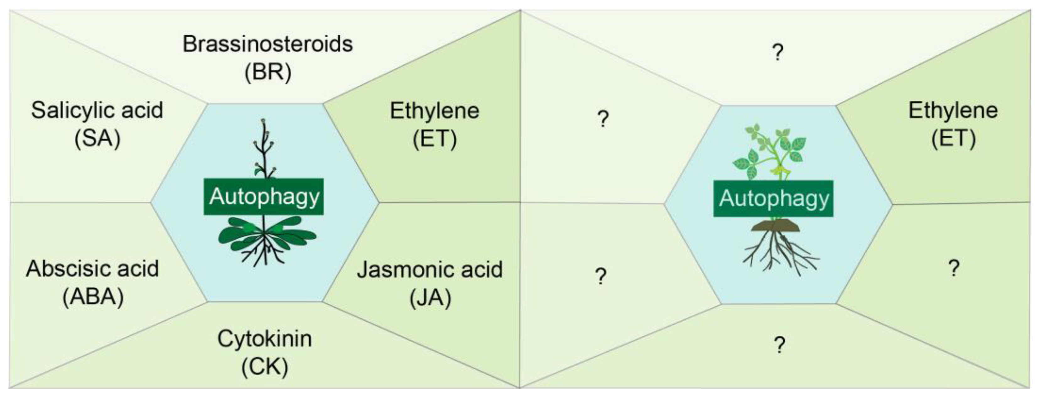 Genes 16 01343 g001 Genes 16 01343 g001