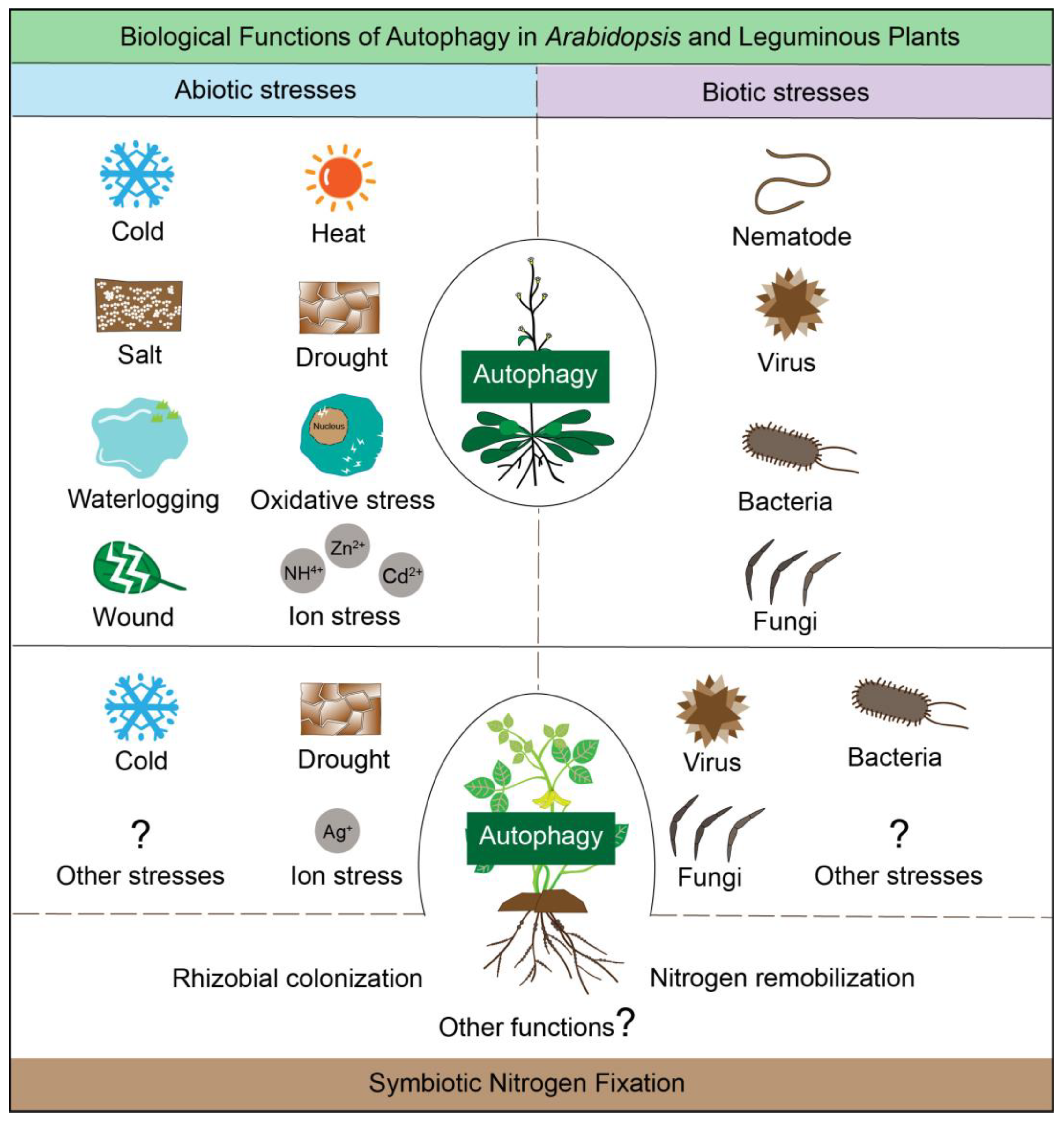 Genes 16 01343 g002 Genes 16 01343 g002