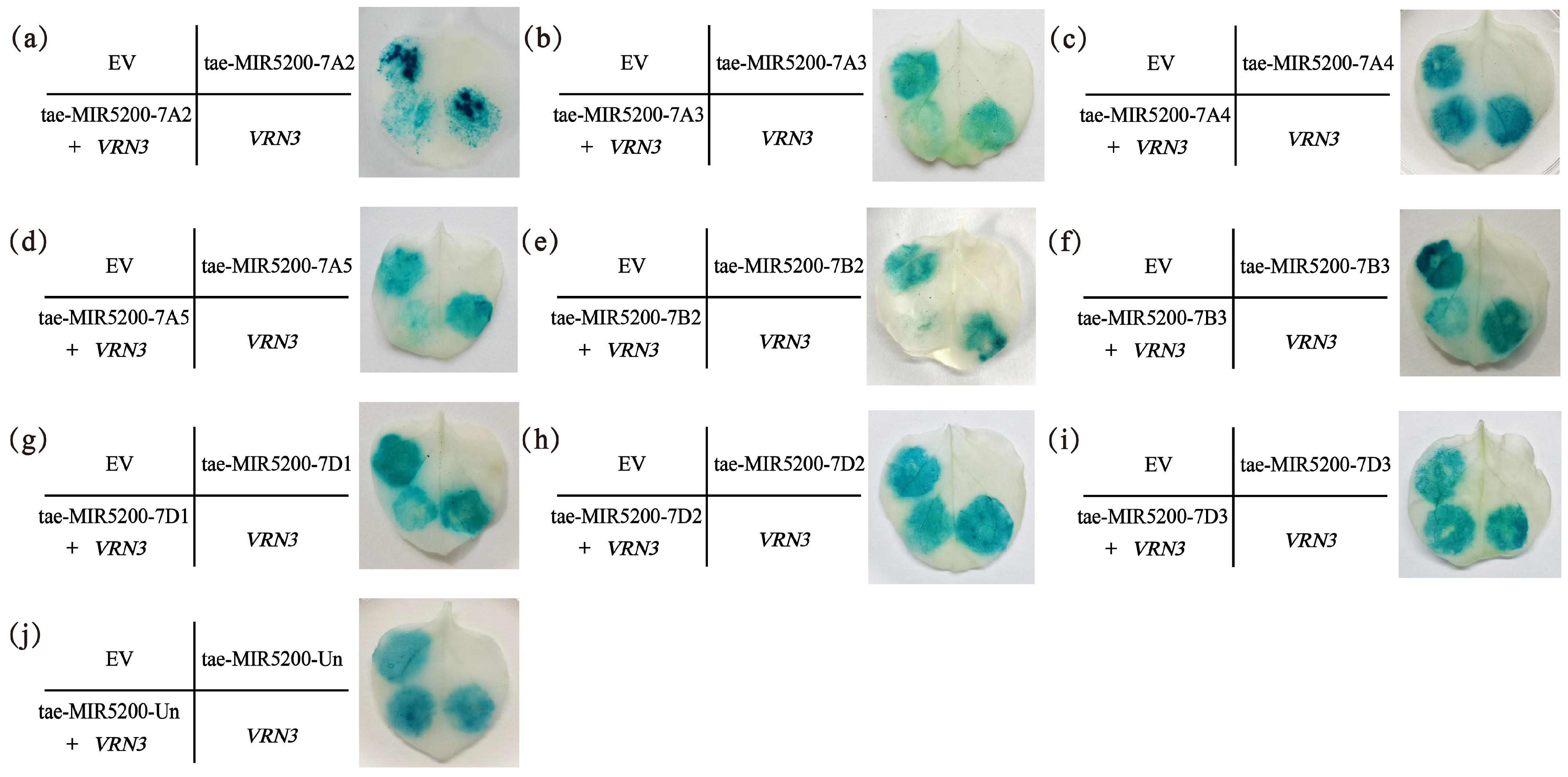 Genes 16 01349 g004 Genes 16 01349 g004