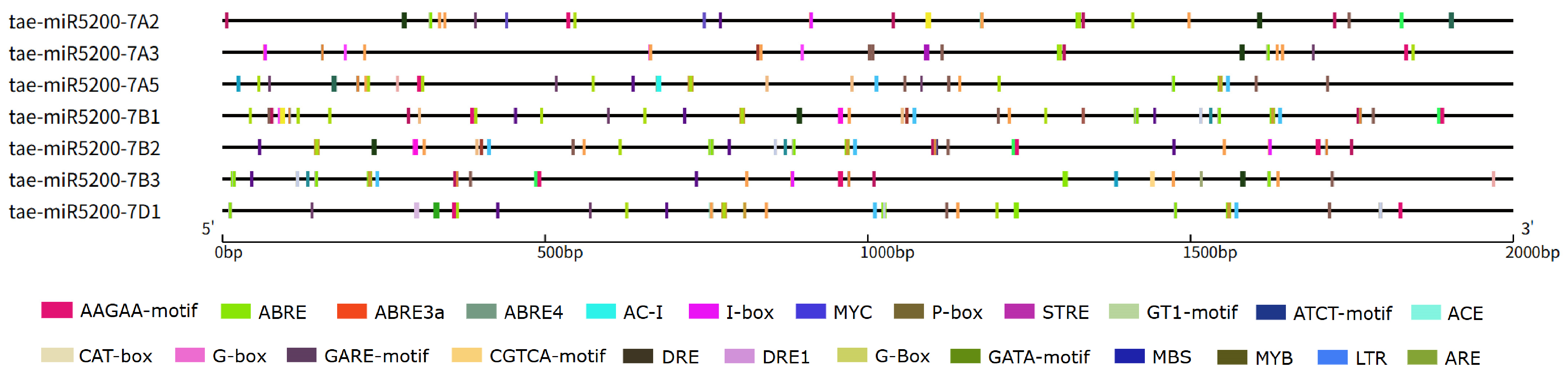 Genes 16 01349 g007 Genes 16 01349 g007