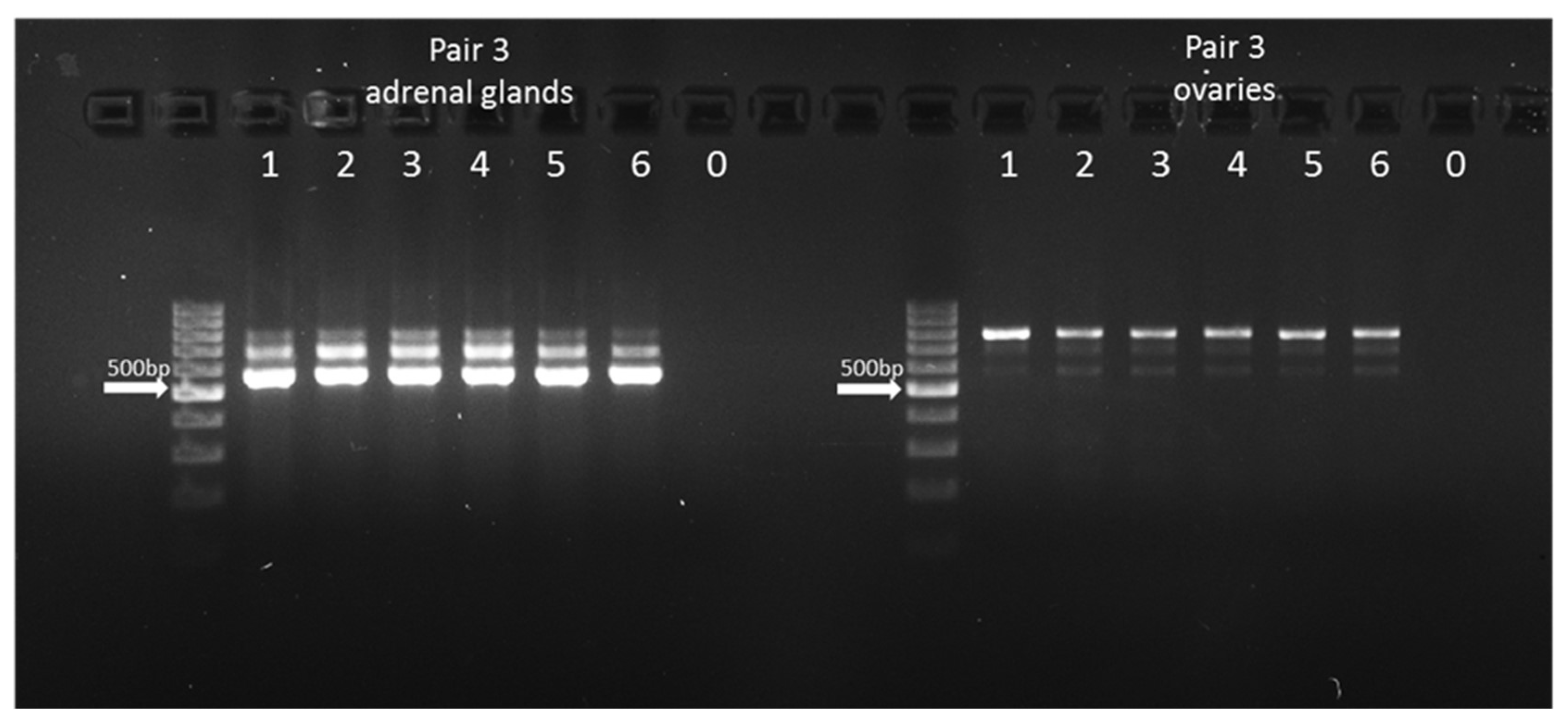Genes 16 01374 g004
