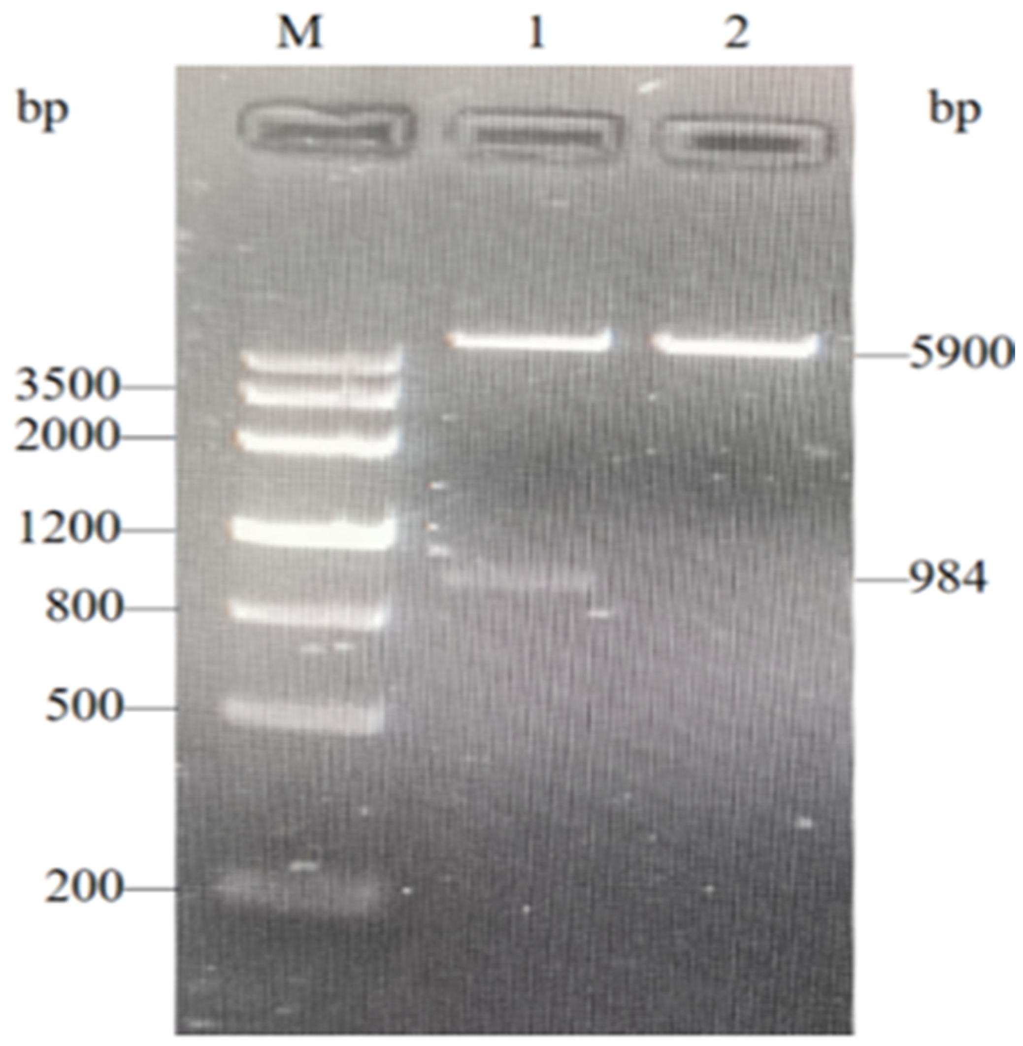 Genes 16 01384 g006
