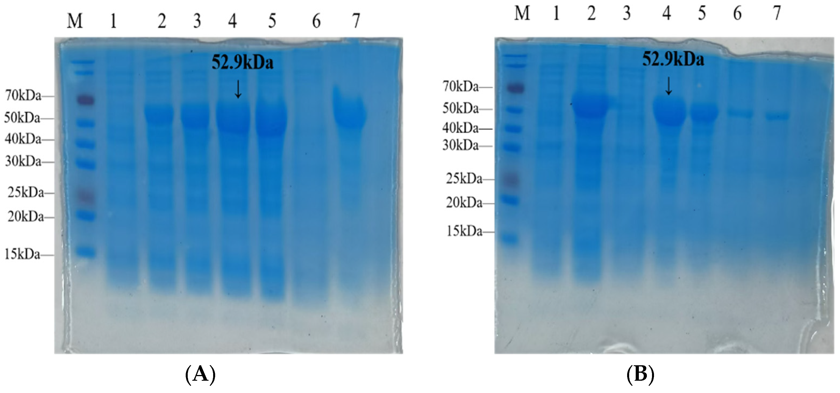 Genes 16 01384 g007