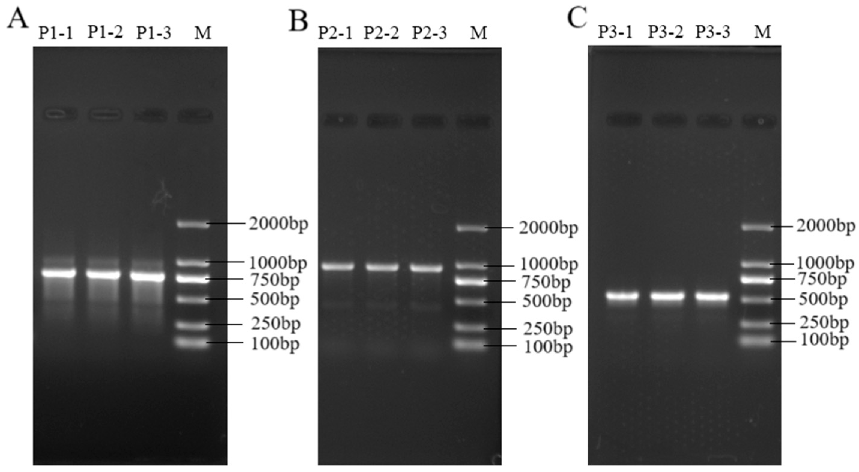 Genes 16 01420 g005