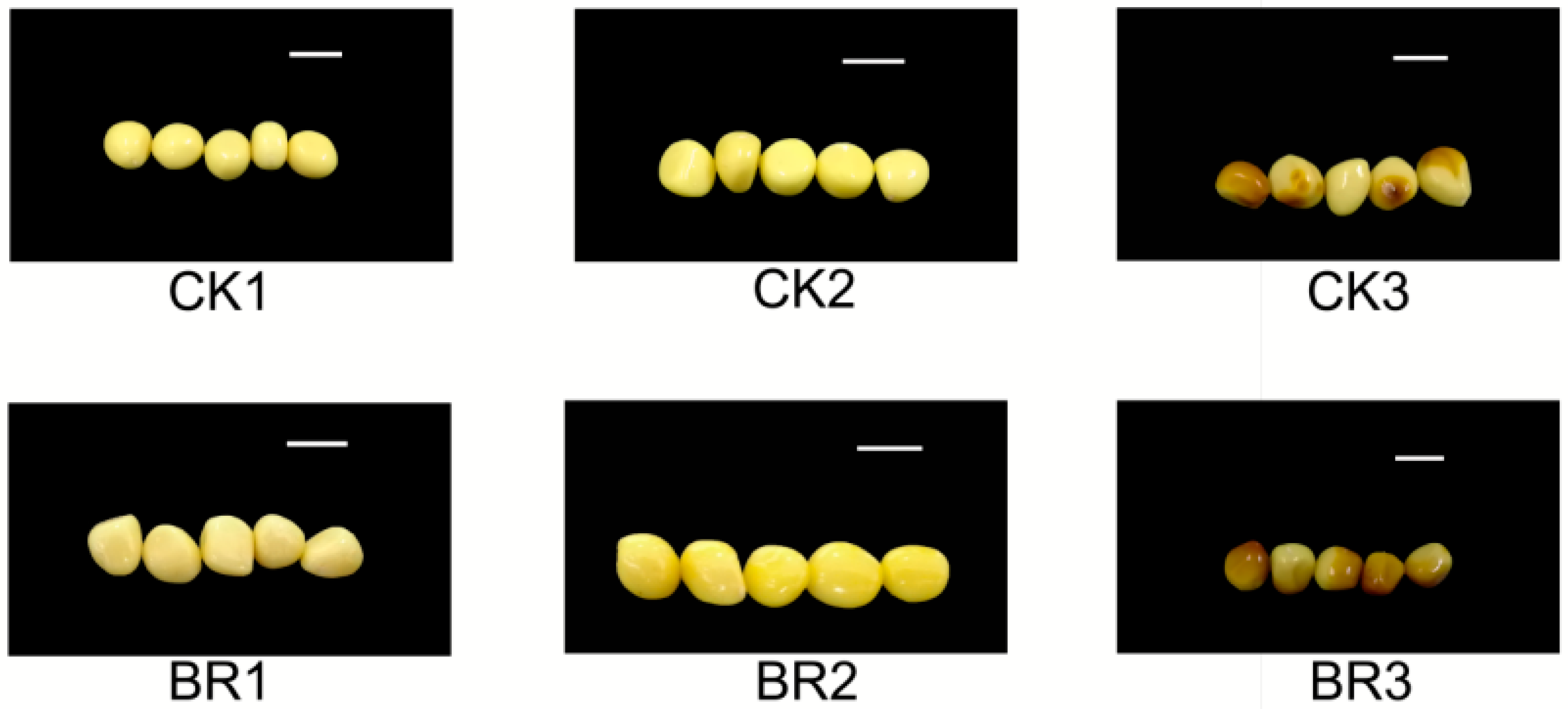 Genes 16 01424 g001 Genes 16 01424 g001