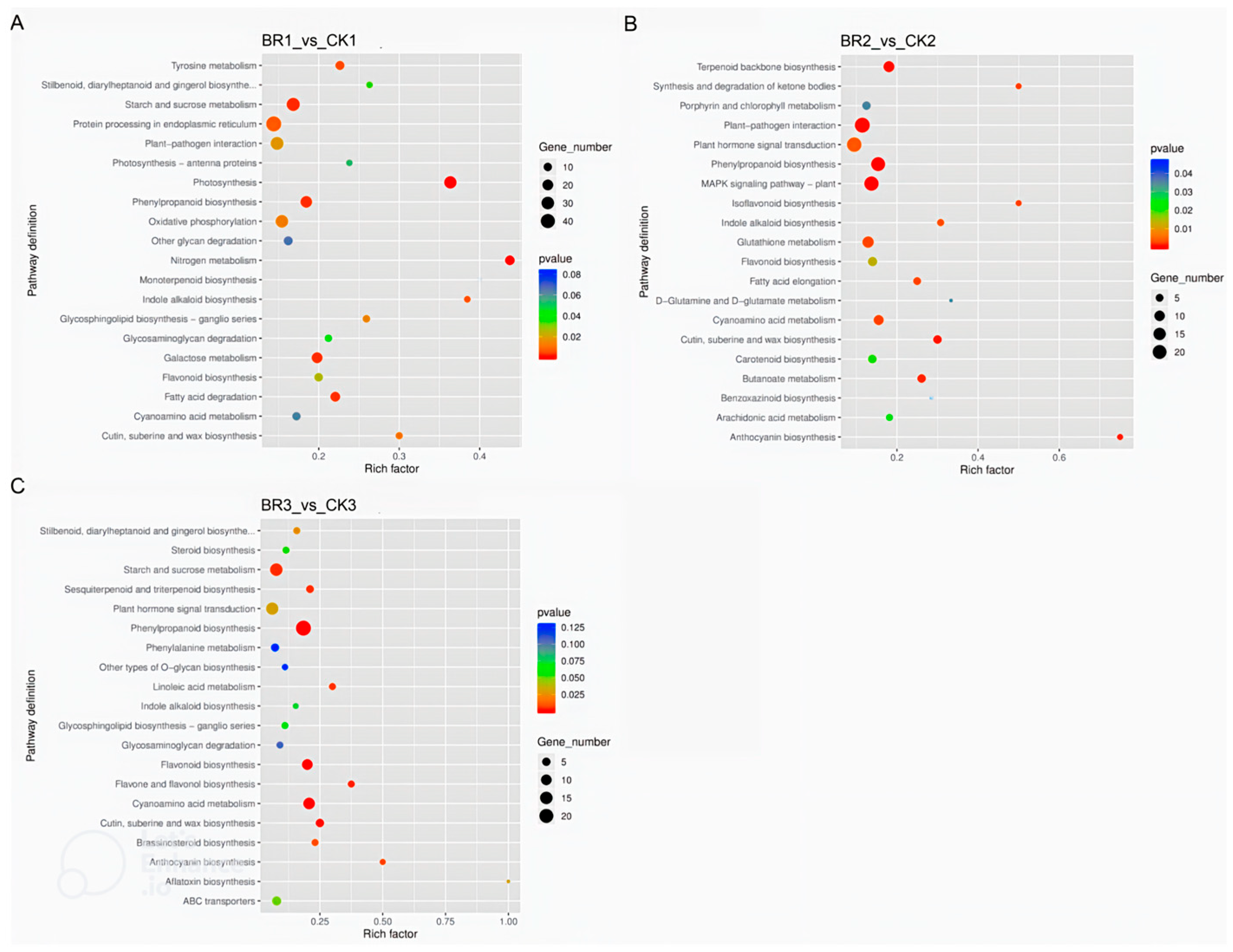 Genes 16 01424 g007 Genes 16 01424 g007