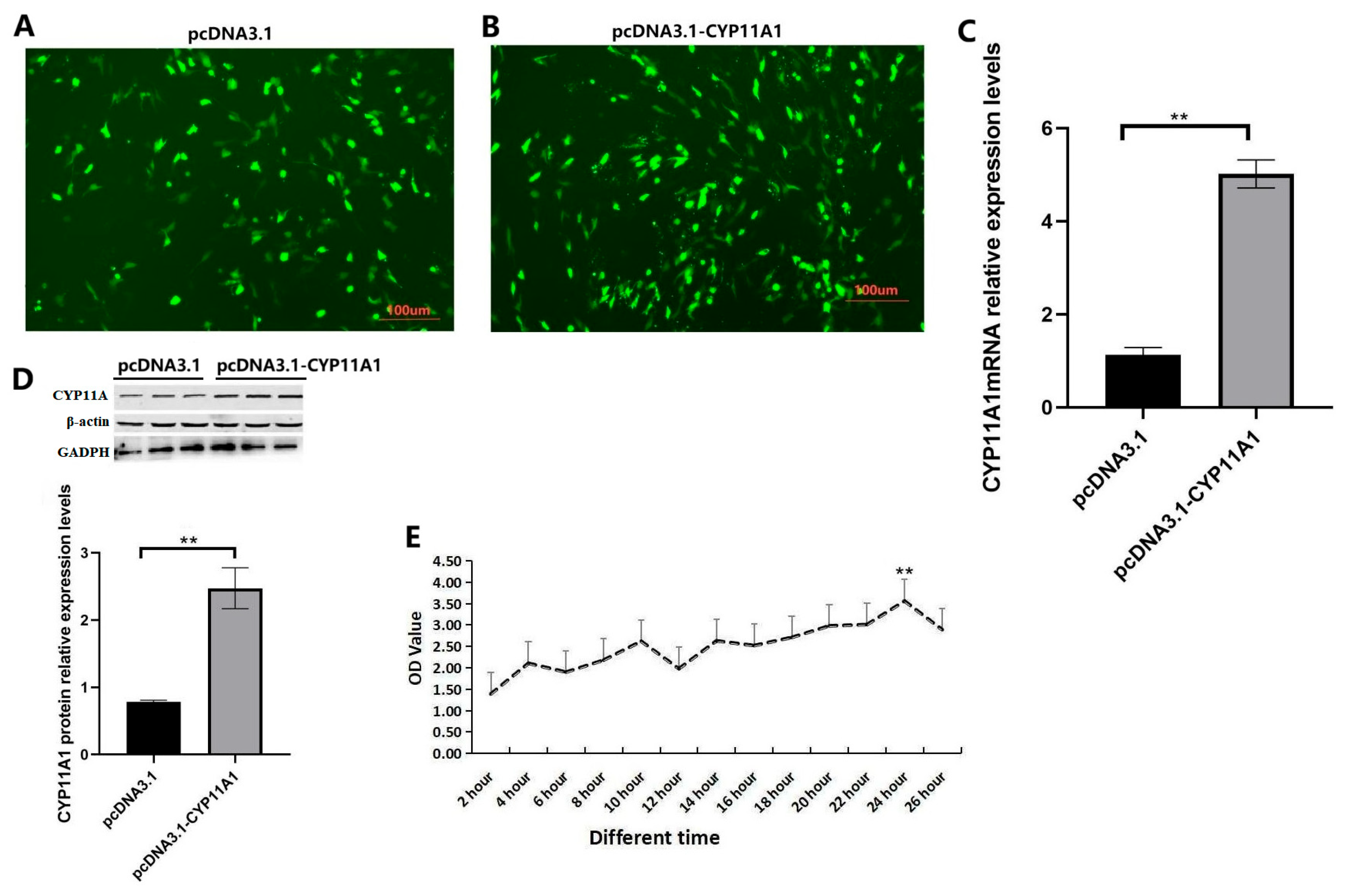 Genes 16 01426 g006