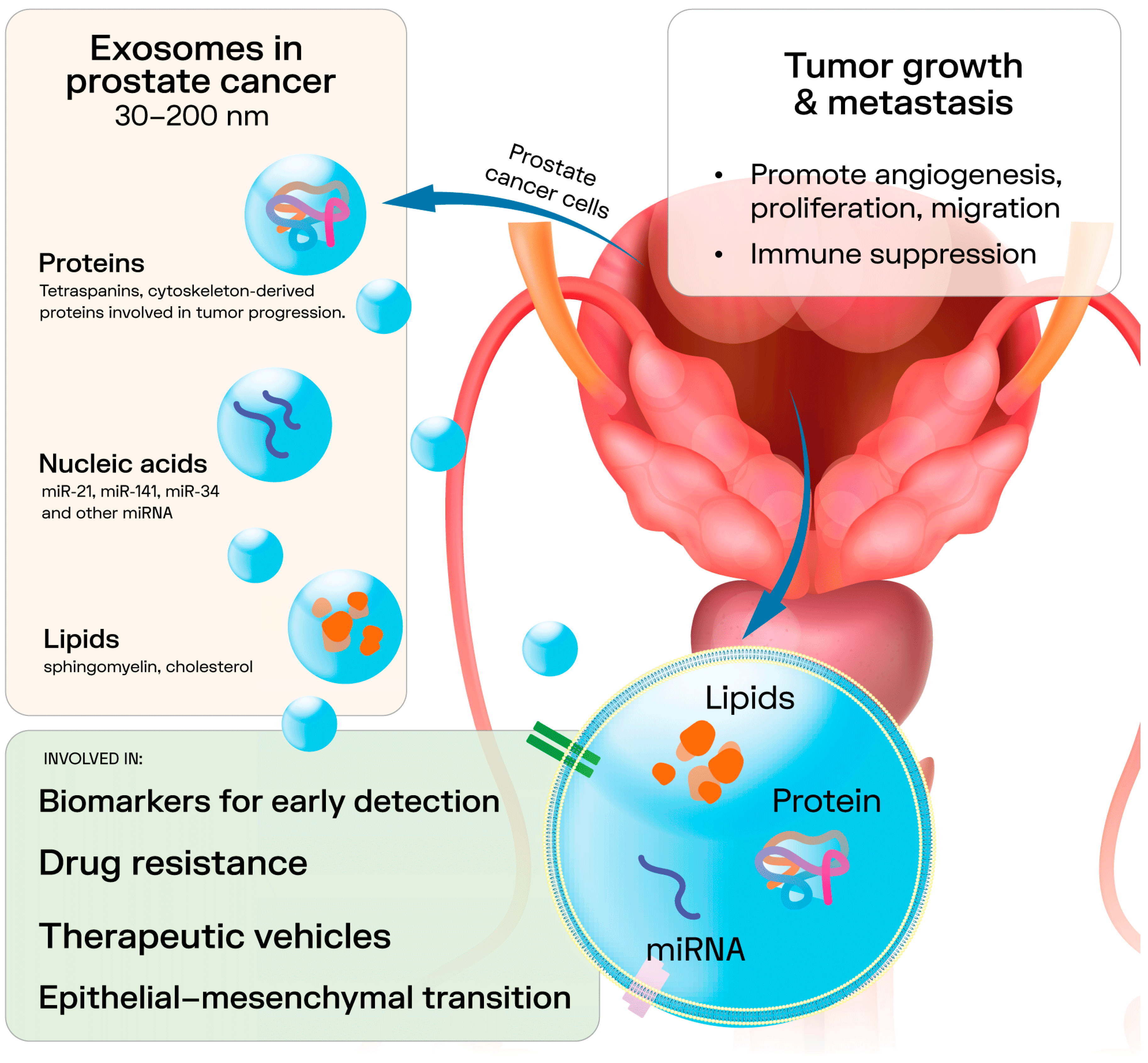 Genes 16 01437 g001 Genes 16 01437 g001