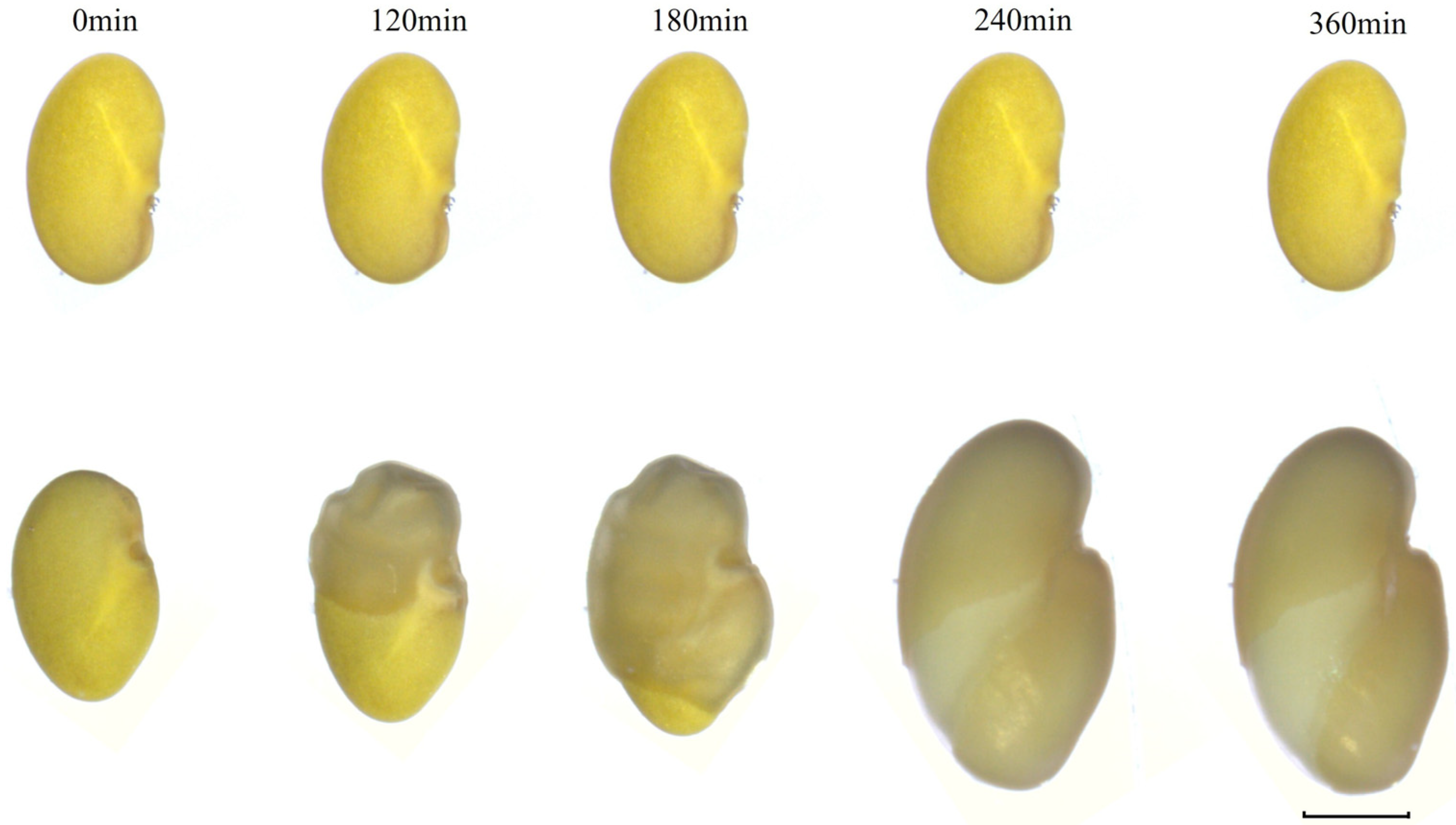 Genes 16 01438 g004 Genes 16 01438 g004