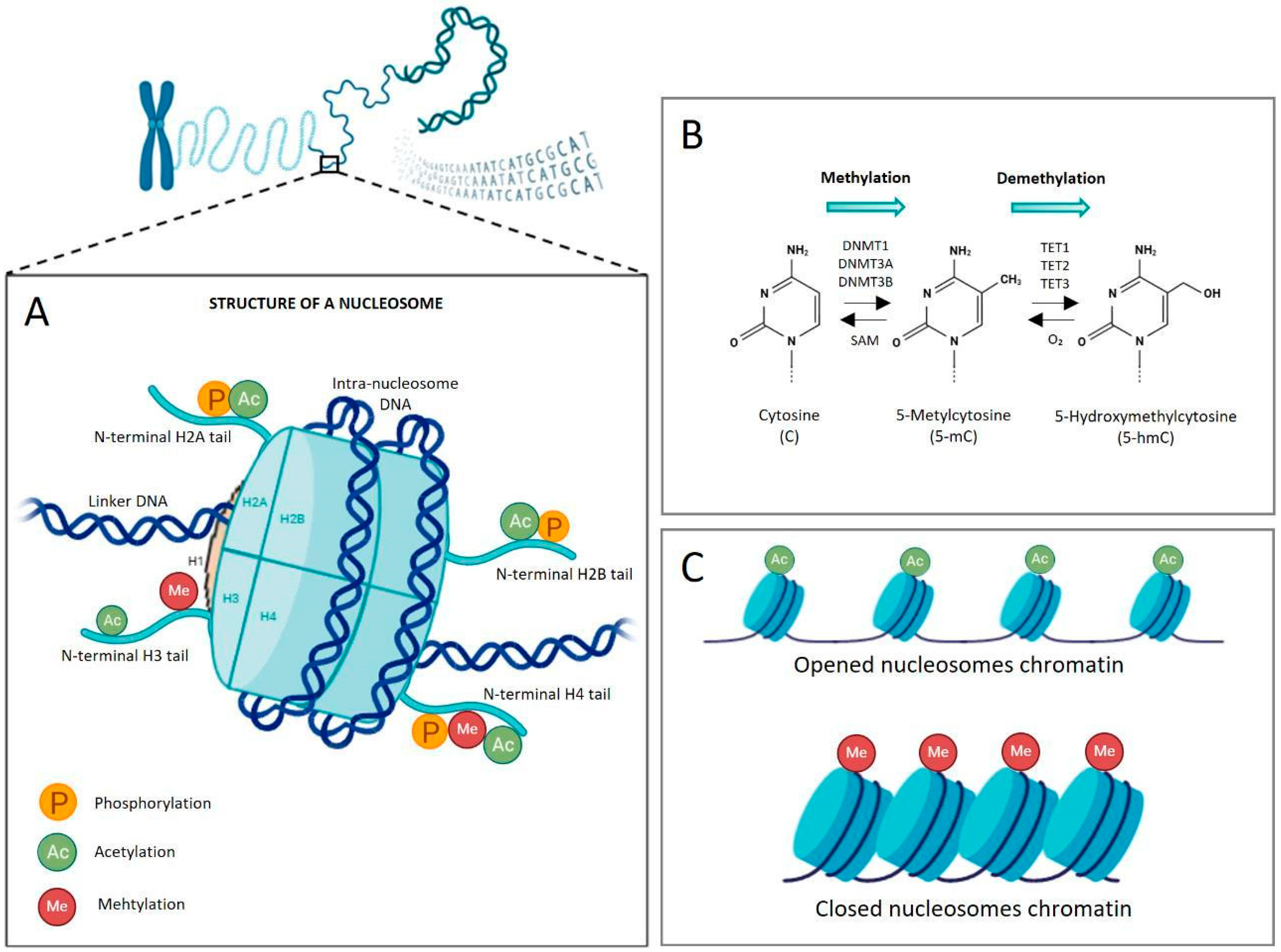 Genes 16 01442 g002 Genes 16 01442 g002