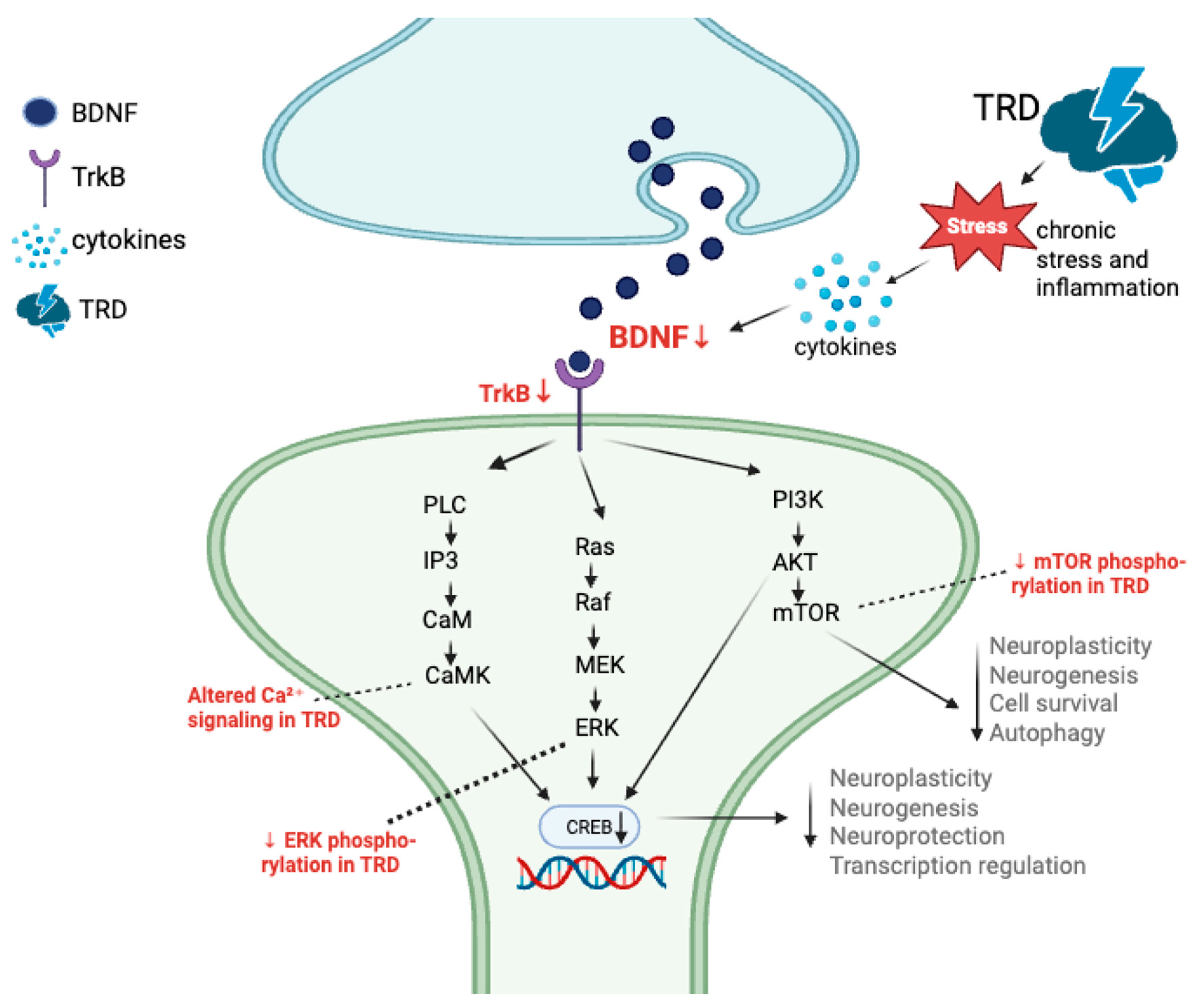 Genes 16 01443 g001 Genes 16 01443 g001