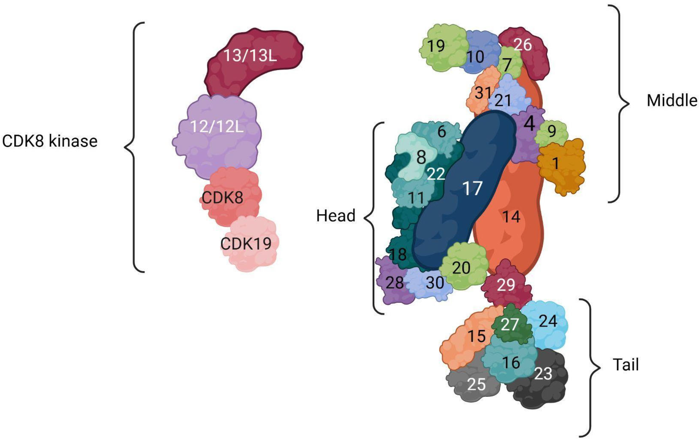 Genes 16 01444 g001 Genes 16 01444 g001