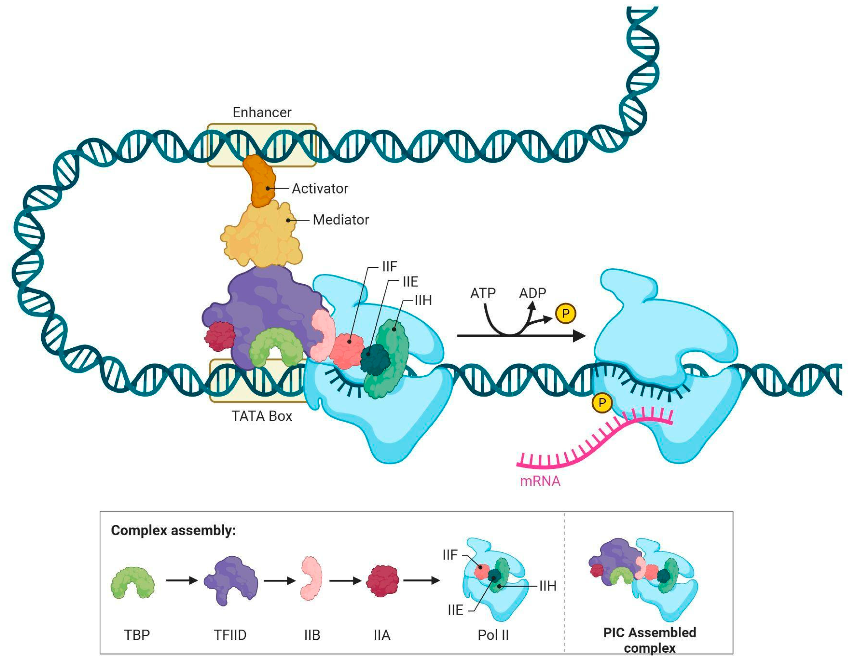 Genes 16 01444 g002 Genes 16 01444 g002