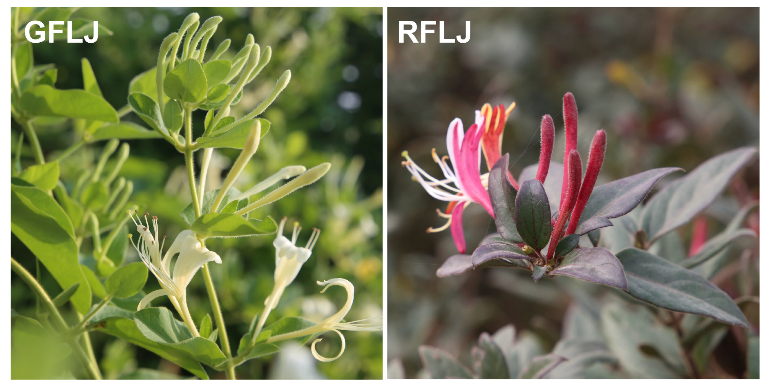 Genes 16 01453 g001 Genes 16 01453 g001