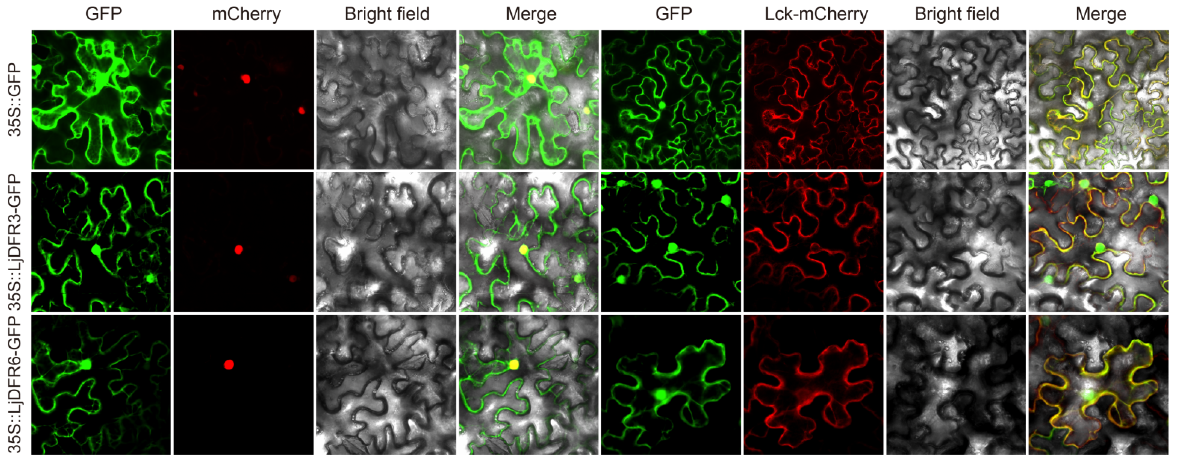 Genes 16 01453 g004 Genes 16 01453 g004