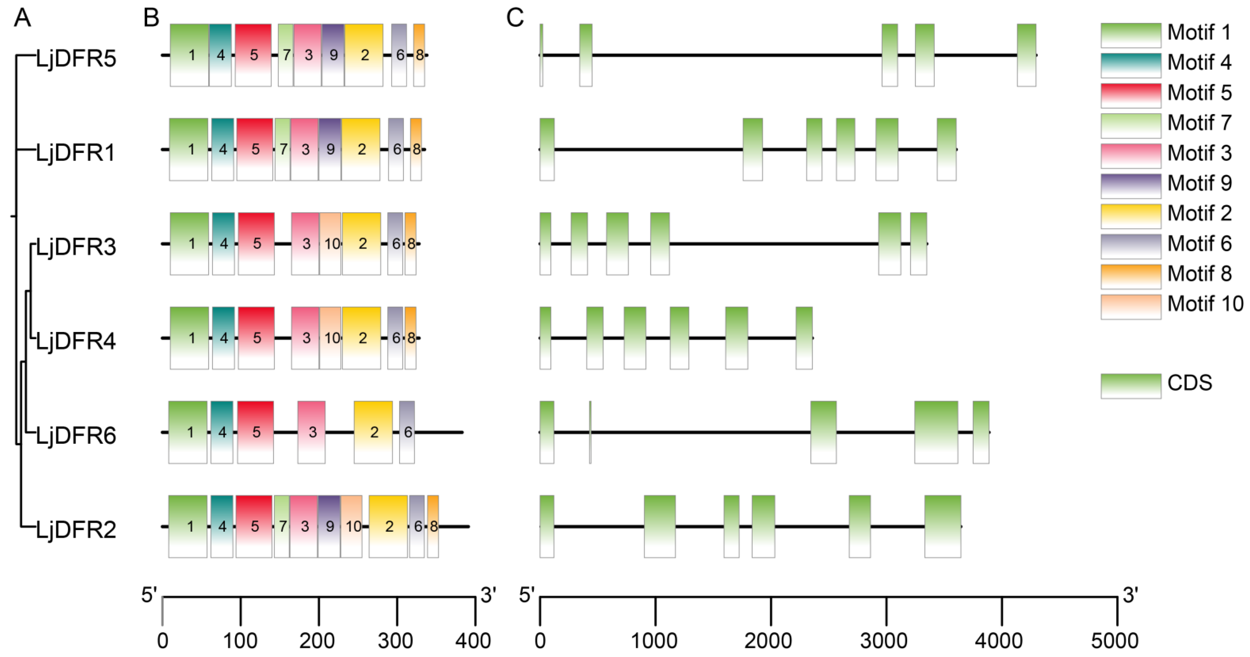 Genes 16 01453 g006 Genes 16 01453 g006