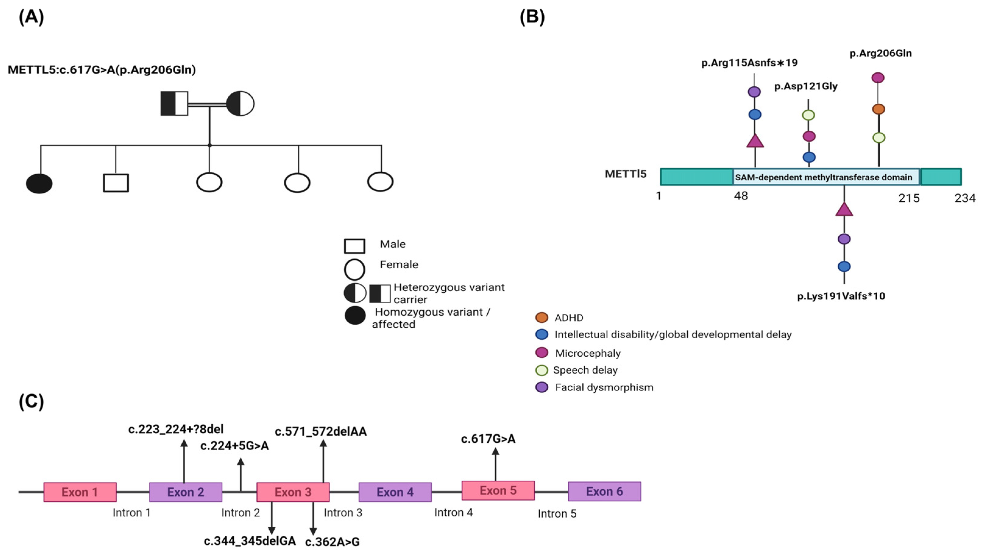 Genes 16 01502 g001 Genes 16 01502 g001