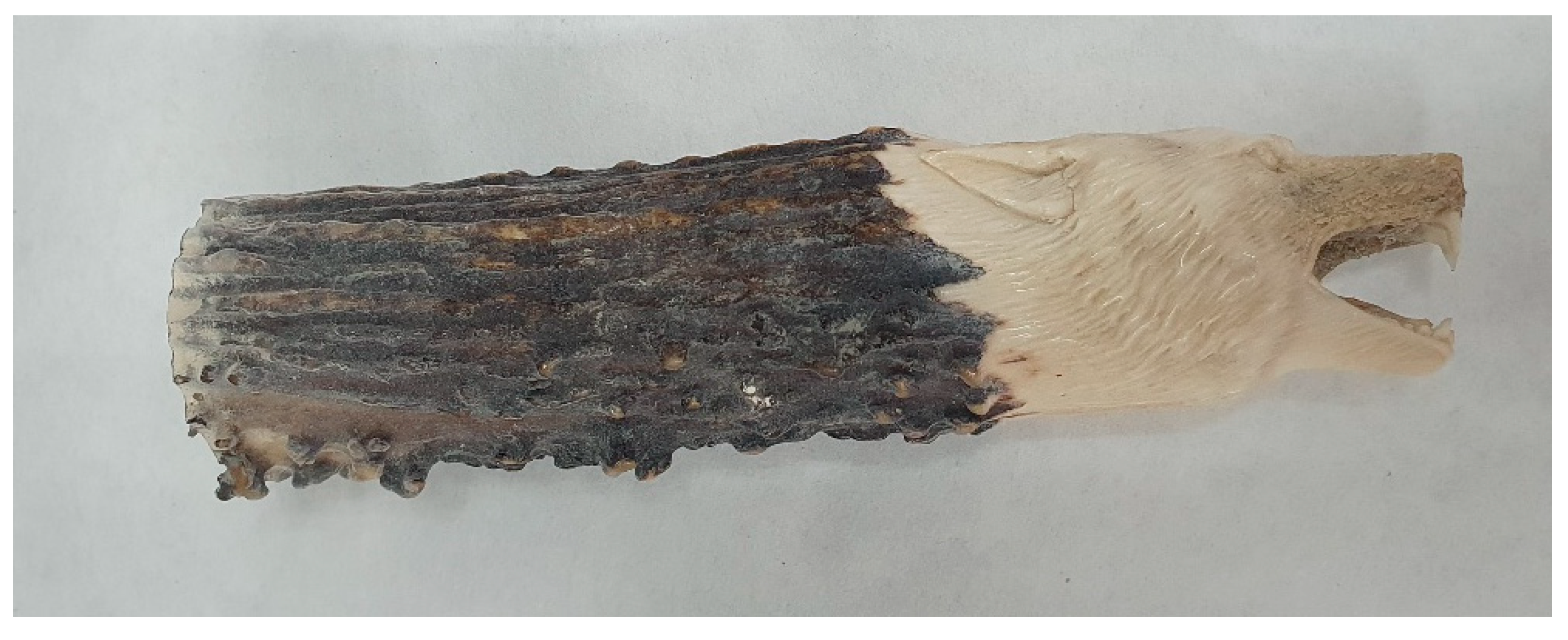 Genes 16 01503 g004 Genes 16 01503 g004