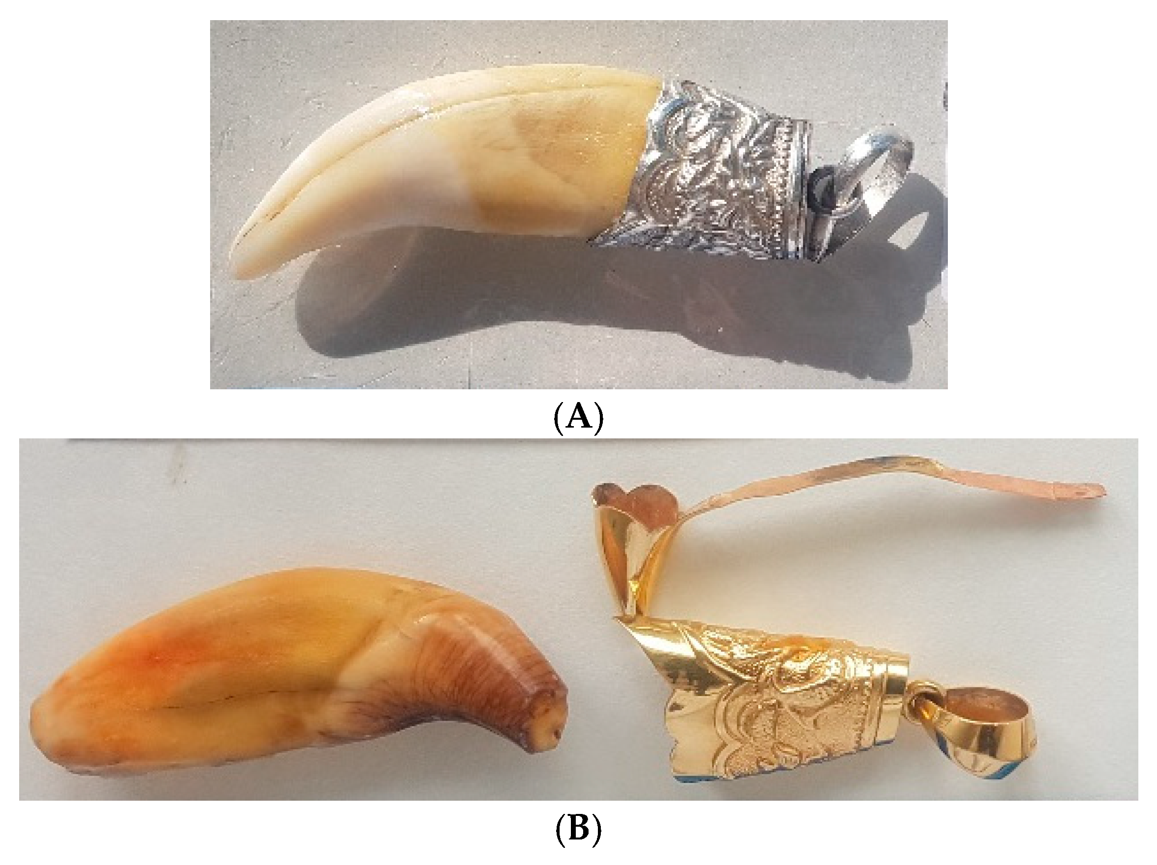 Genes 16 01503 g005 Genes 16 01503 g005