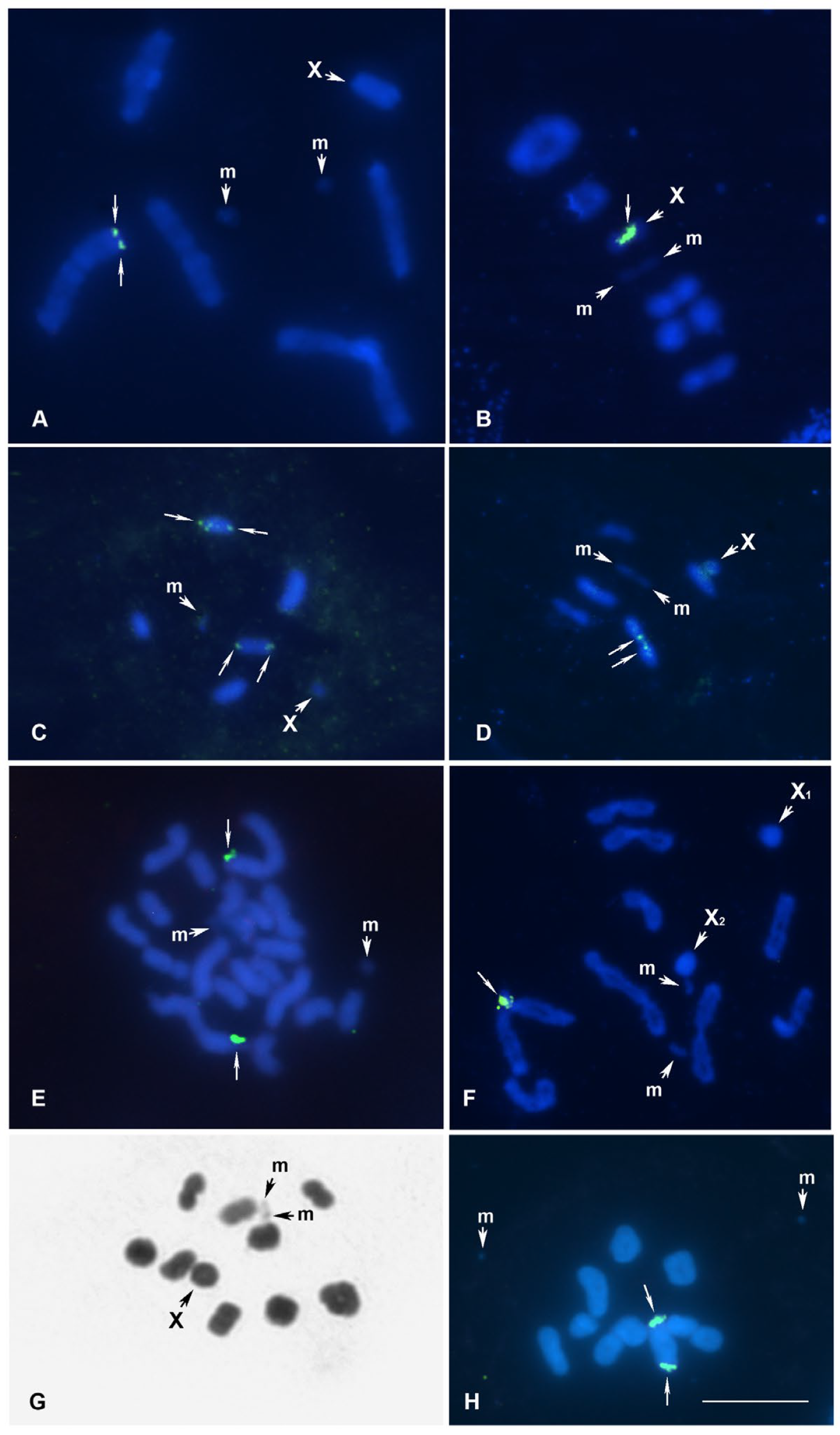Genes 16 01516 g002 Genes 16 01516 g002