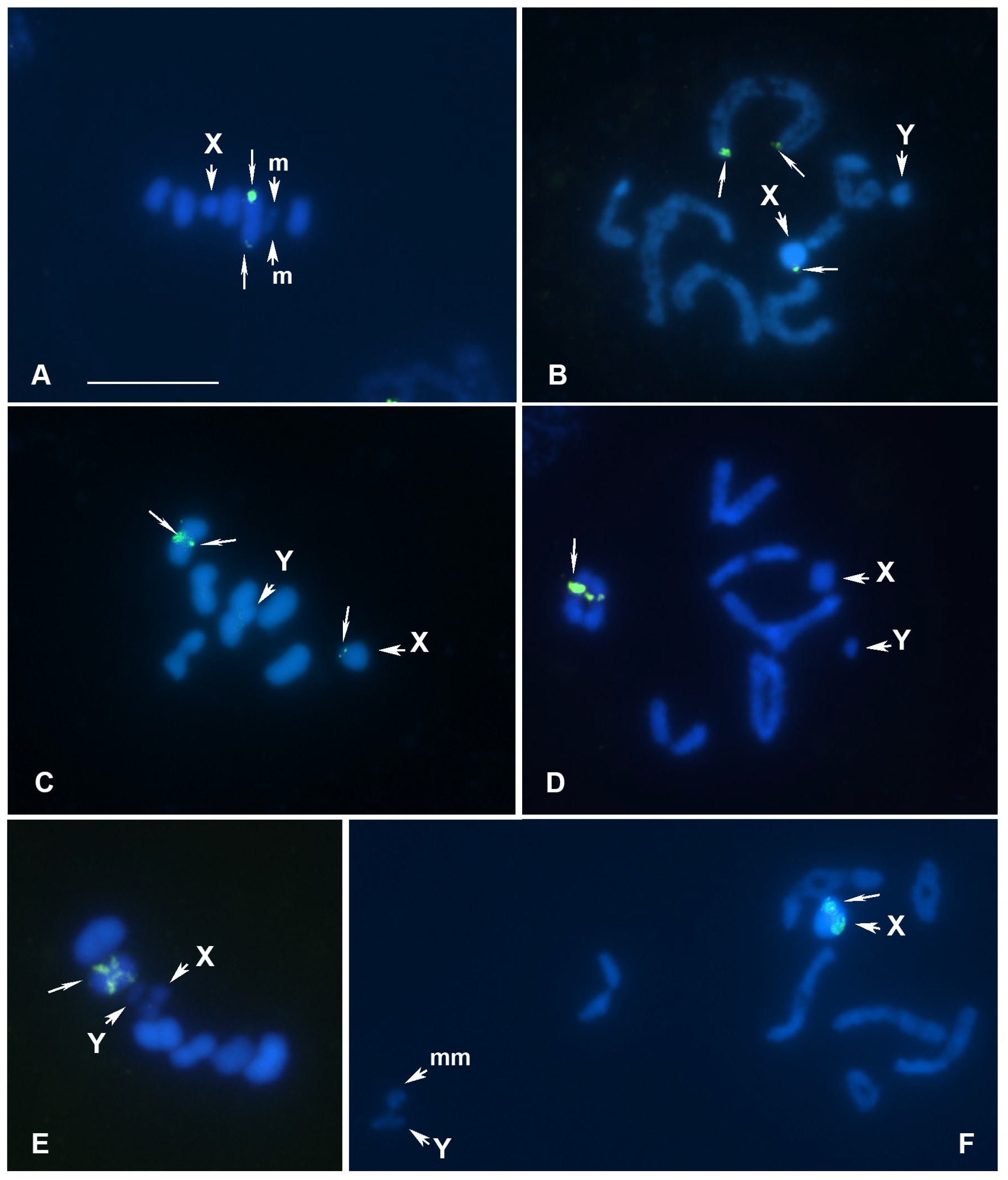Genes 16 01516 g003 Genes 16 01516 g003