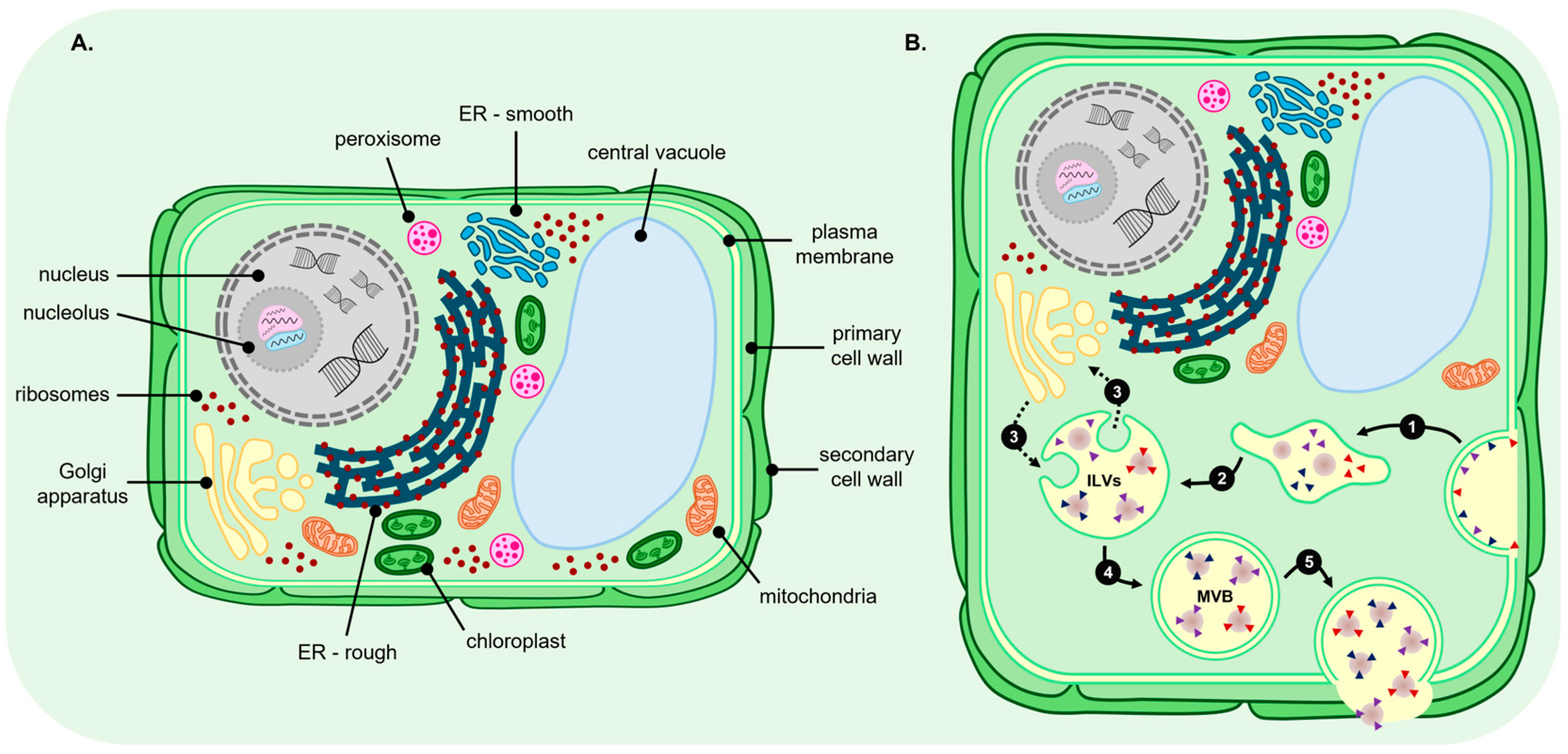 Genes 17 00052 g002