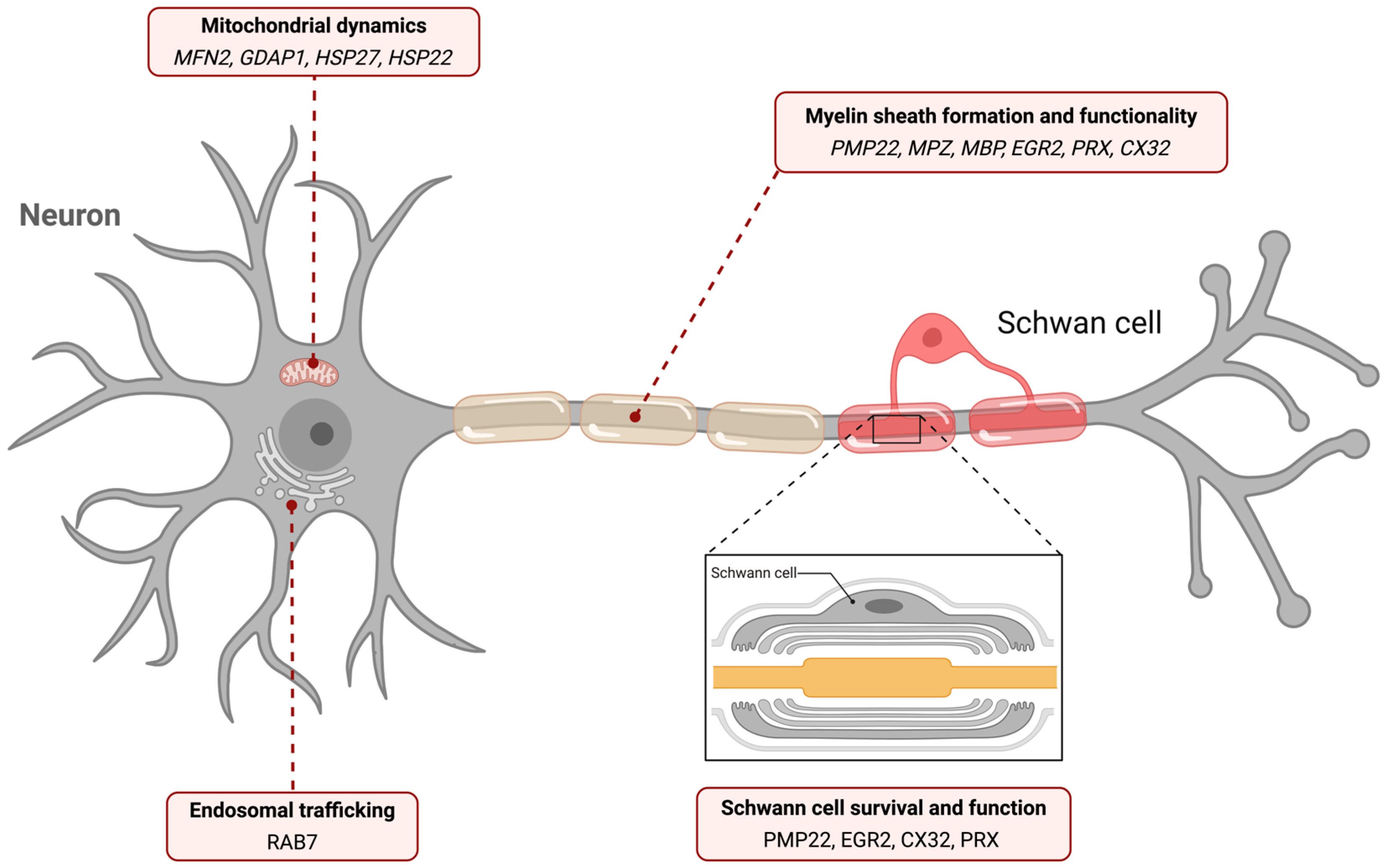 Genes 17 00056 g002 Genes 17 00056 g002