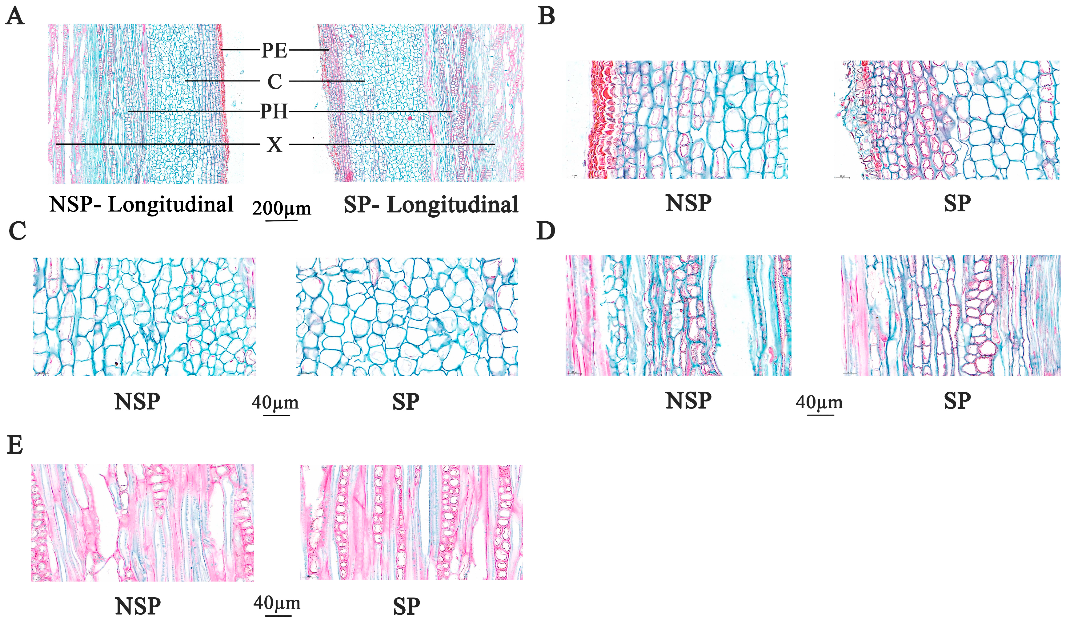 Genes 17 00096 g004