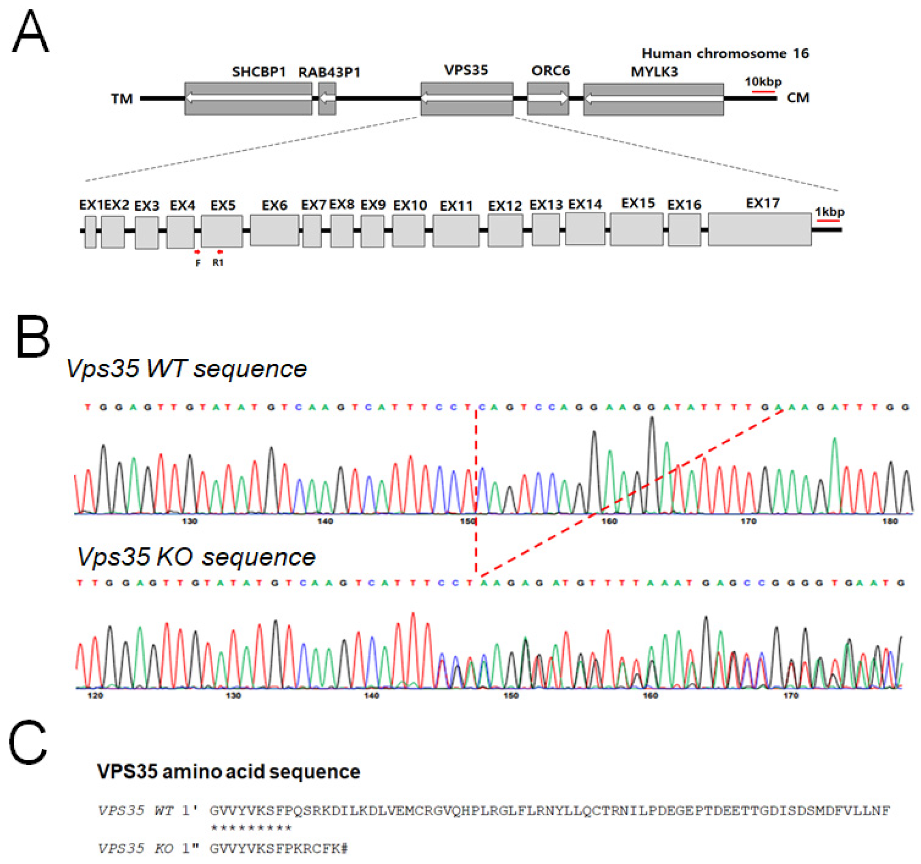 Genes 17 00177 g001