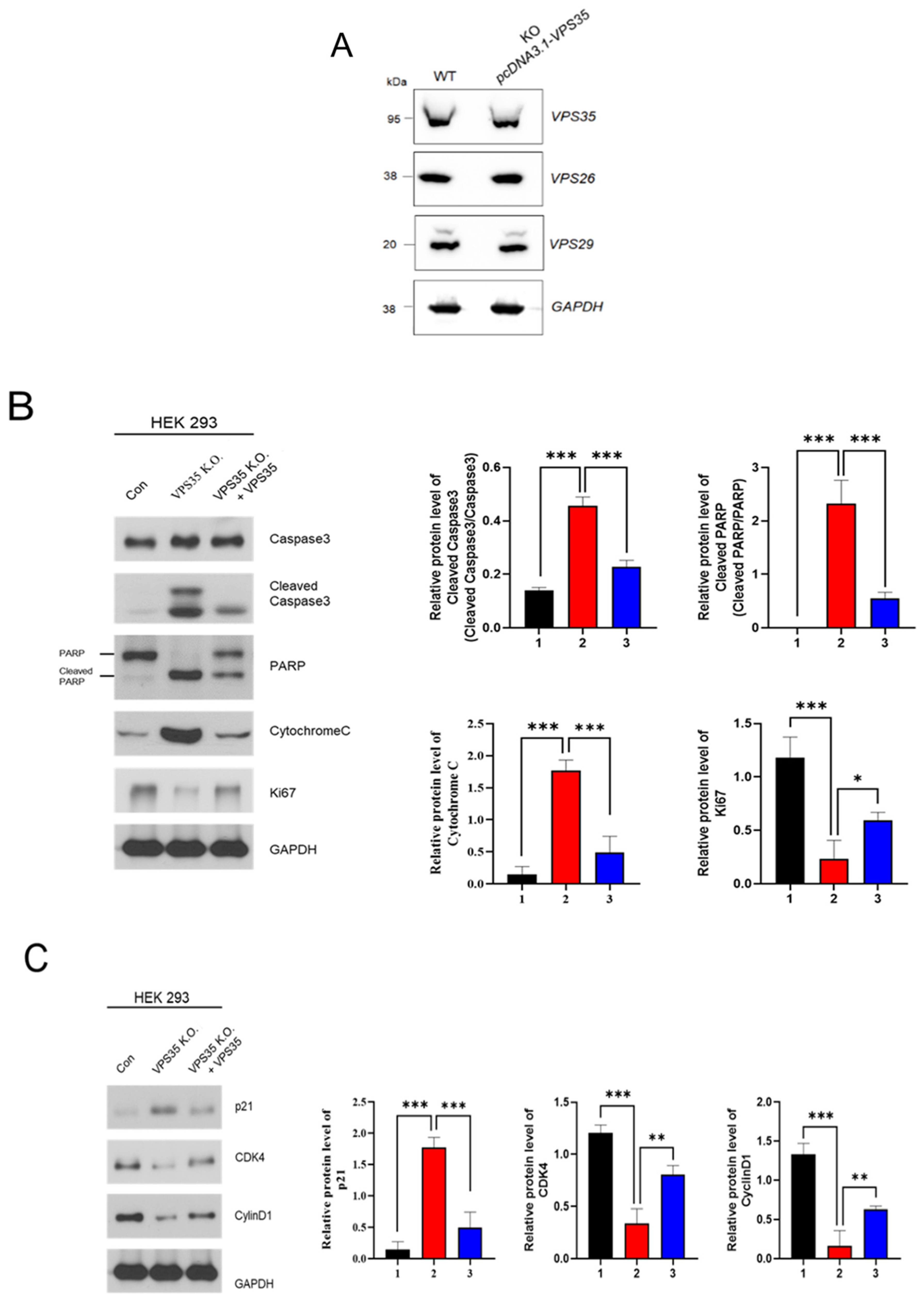 Genes 17 00177 g007a