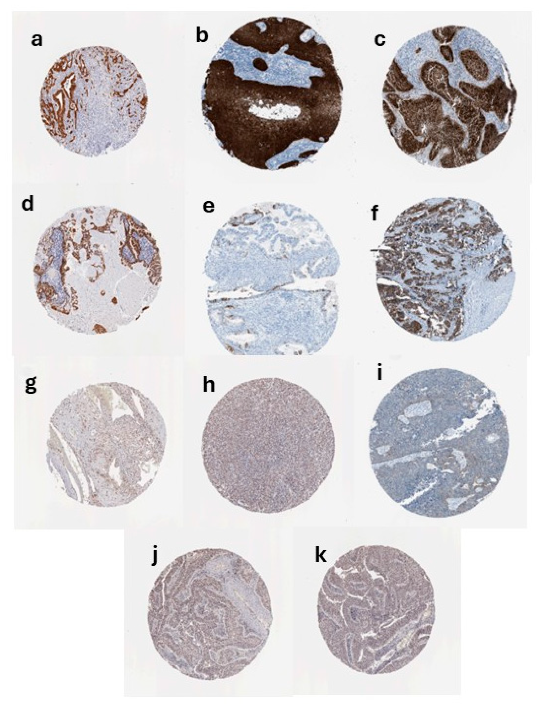 Genes 17 00281 g005