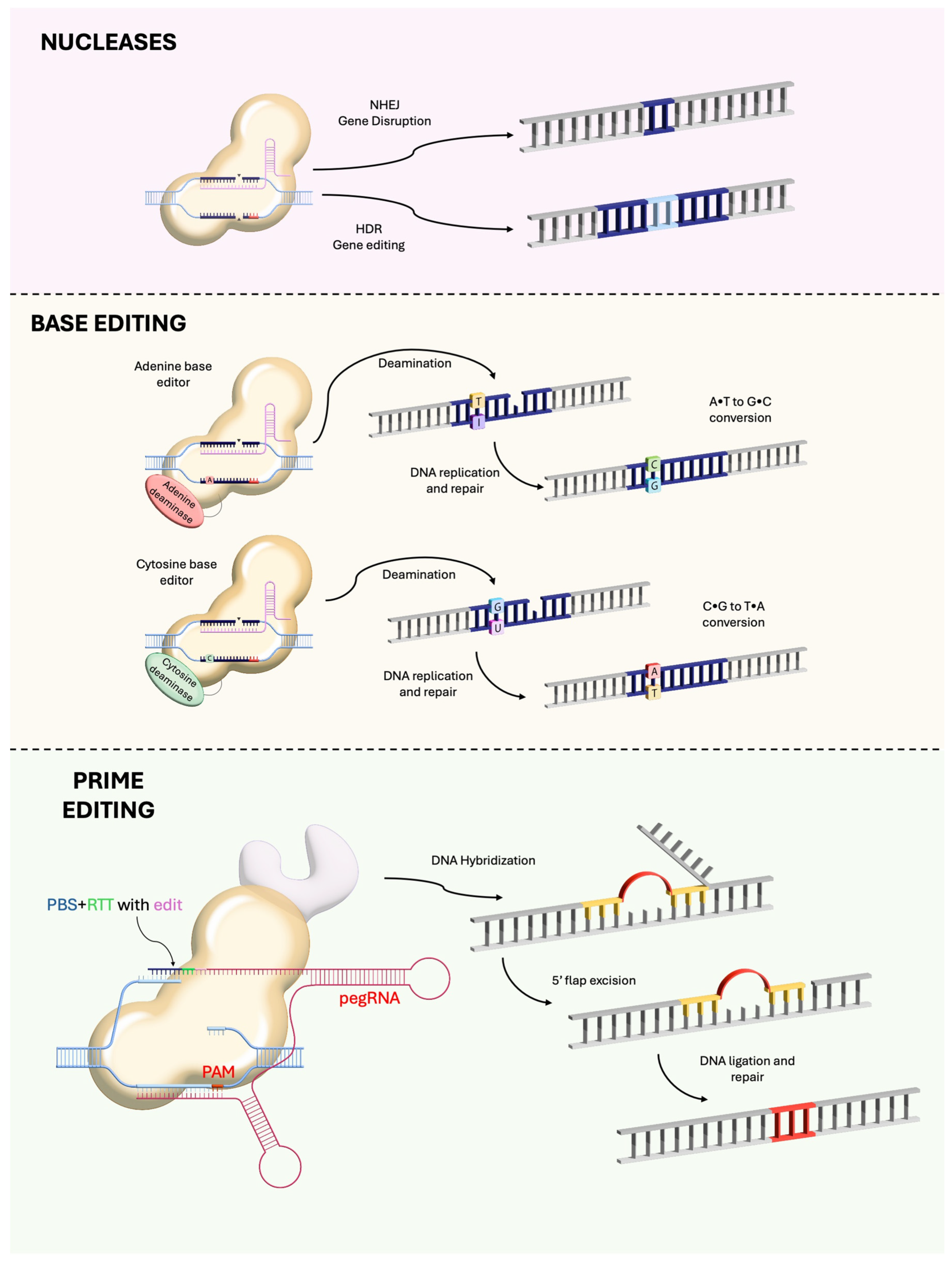 Genes 17 00283 g003 Genes 17 00283 g003