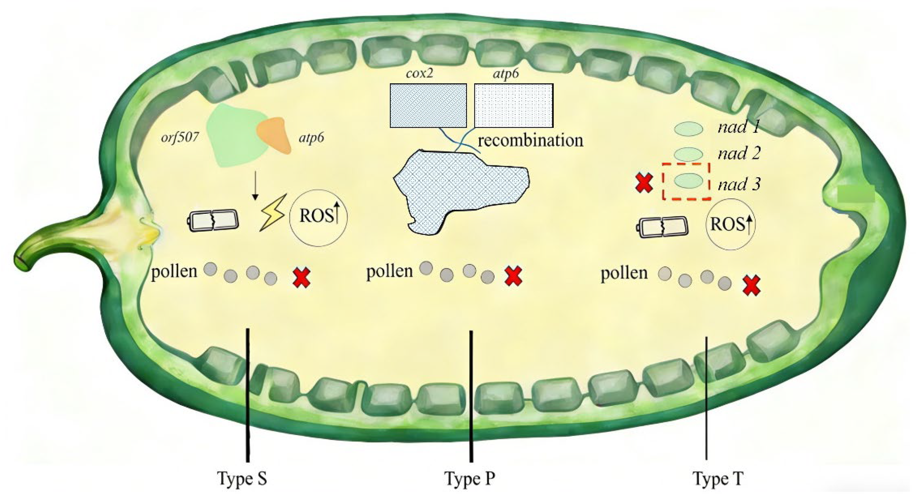 Genes 17 00298 g004