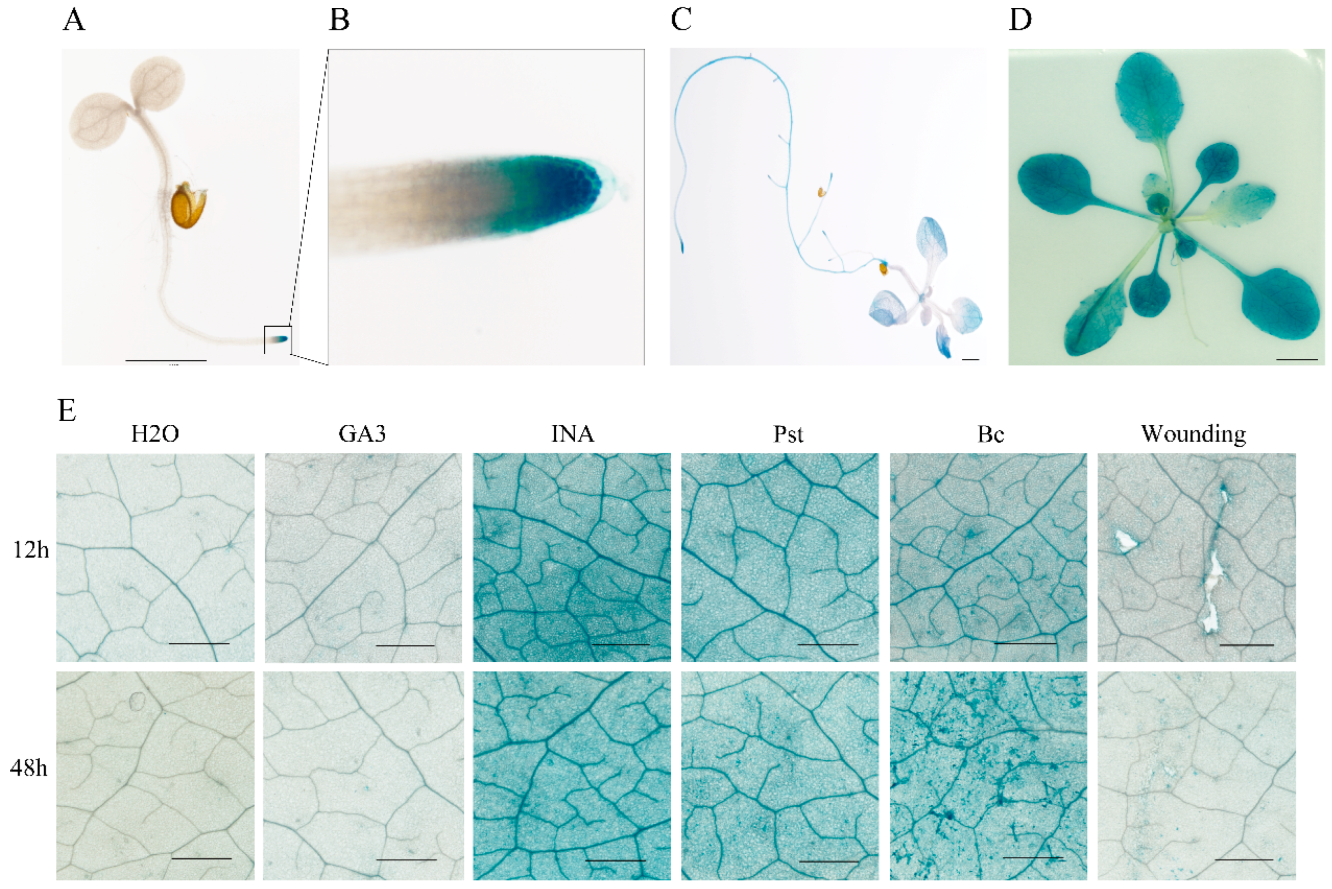 Genes 17 00347 g003