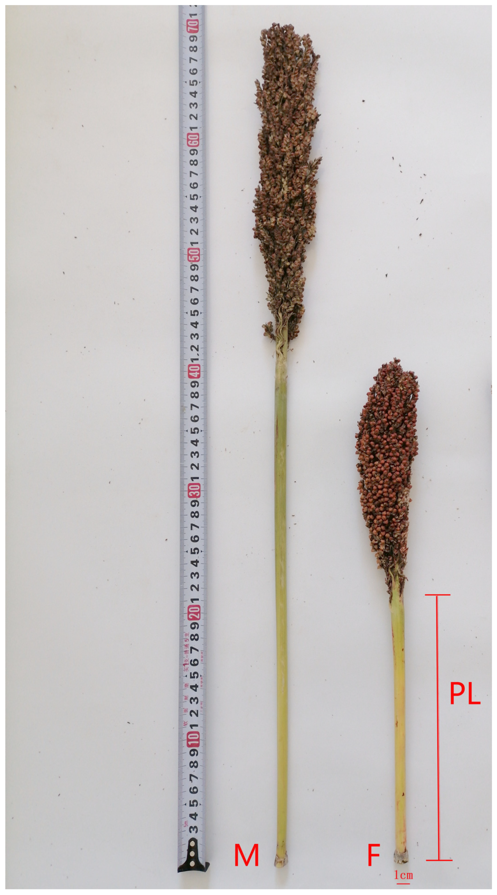 Genes 17 00362 g001 Genes 17 00362 g001