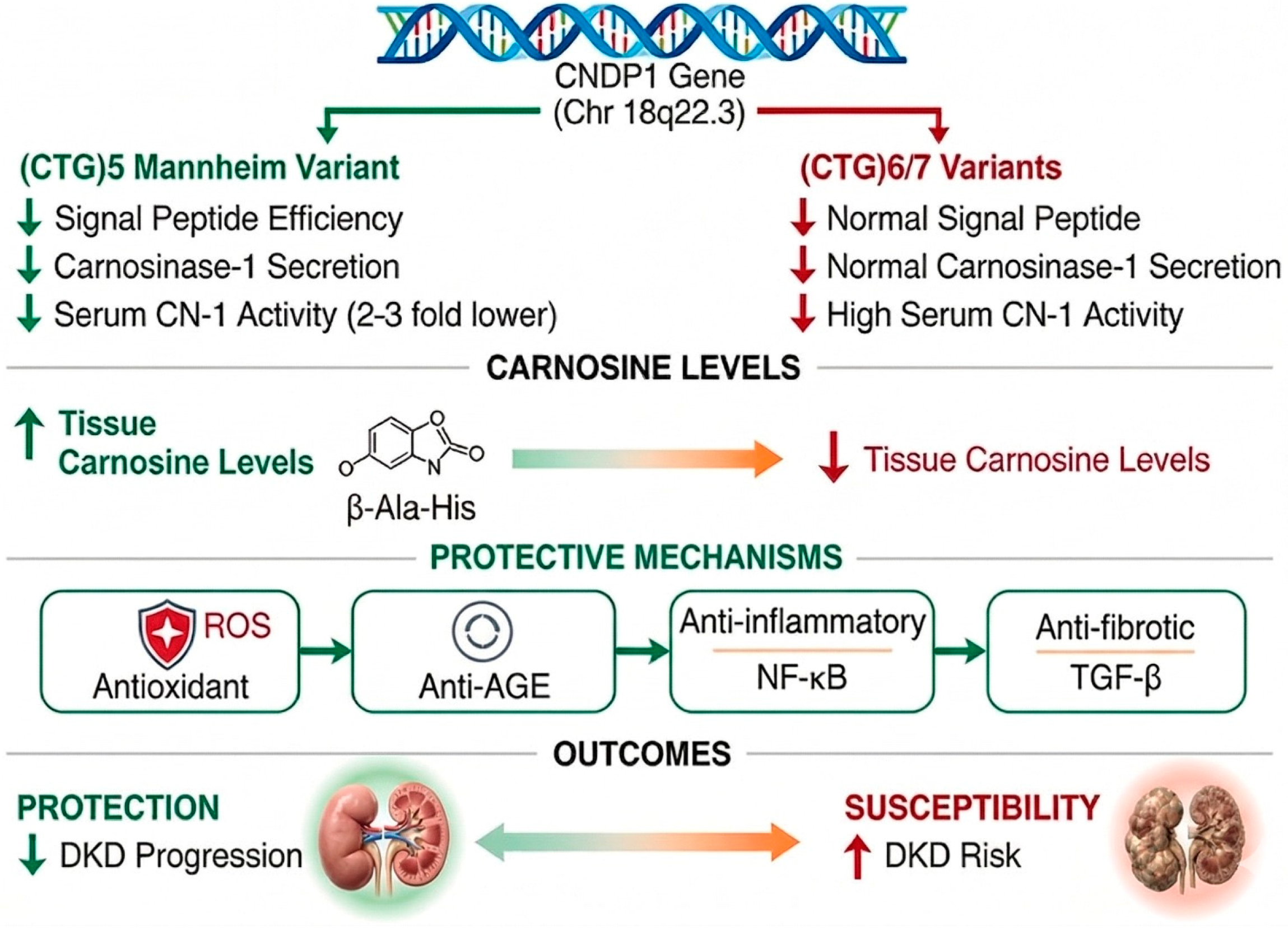 Genes 17 00367 g003