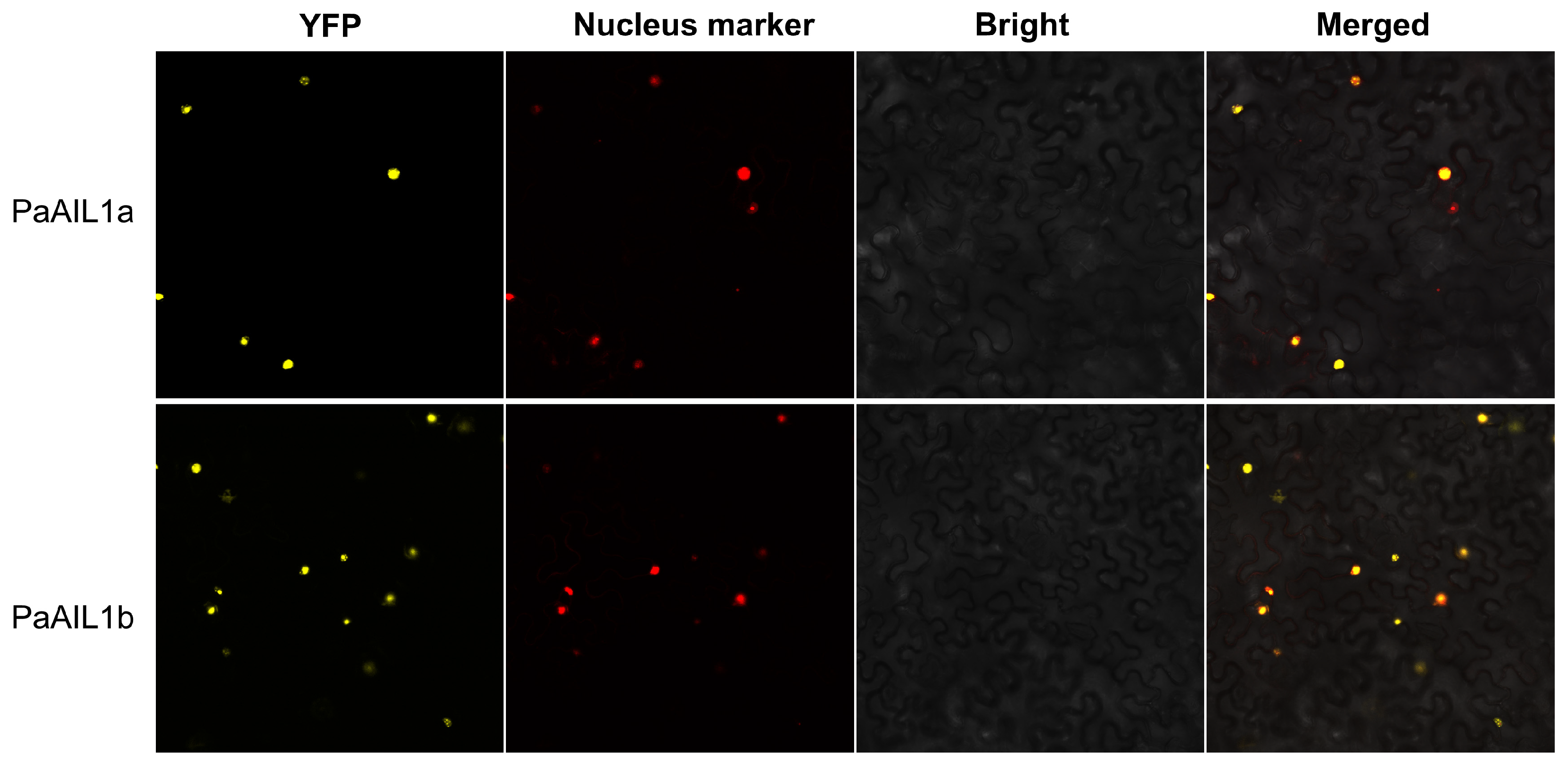 Genes 17 00393 g002 Genes 17 00393 g002
