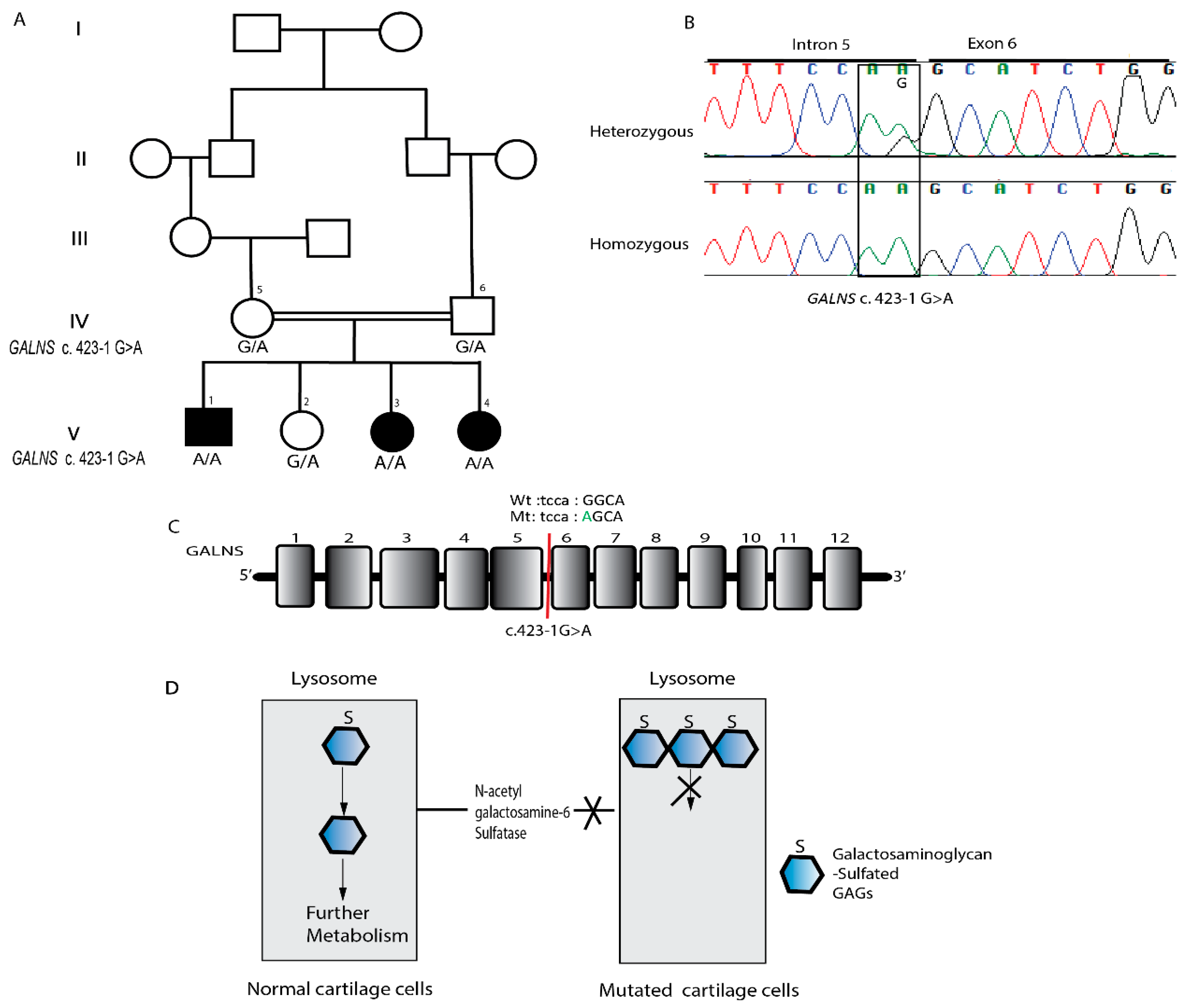 Genes 17 00401 g003