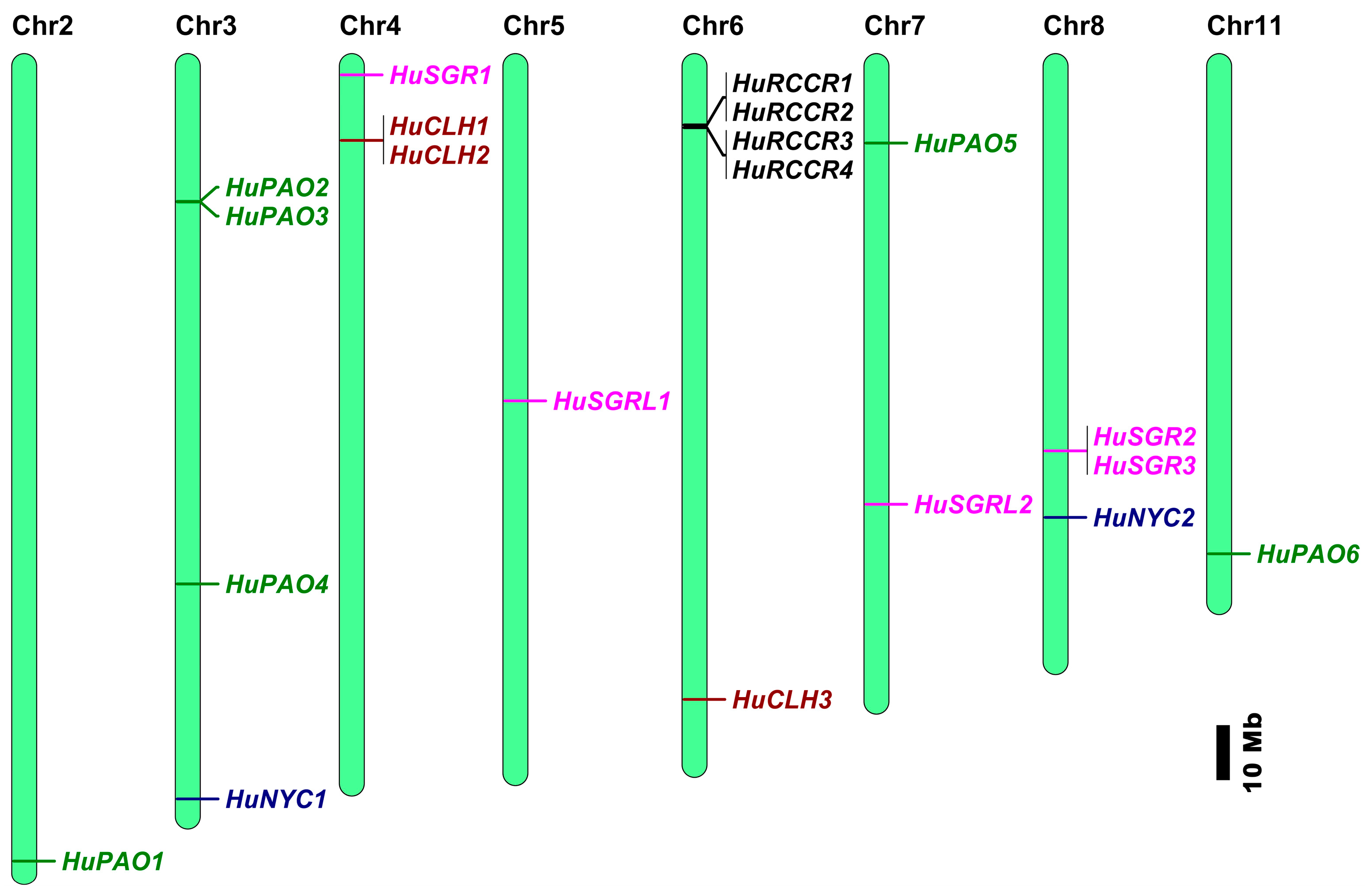 Genes 17 00427 g002 Genes 17 00427 g002