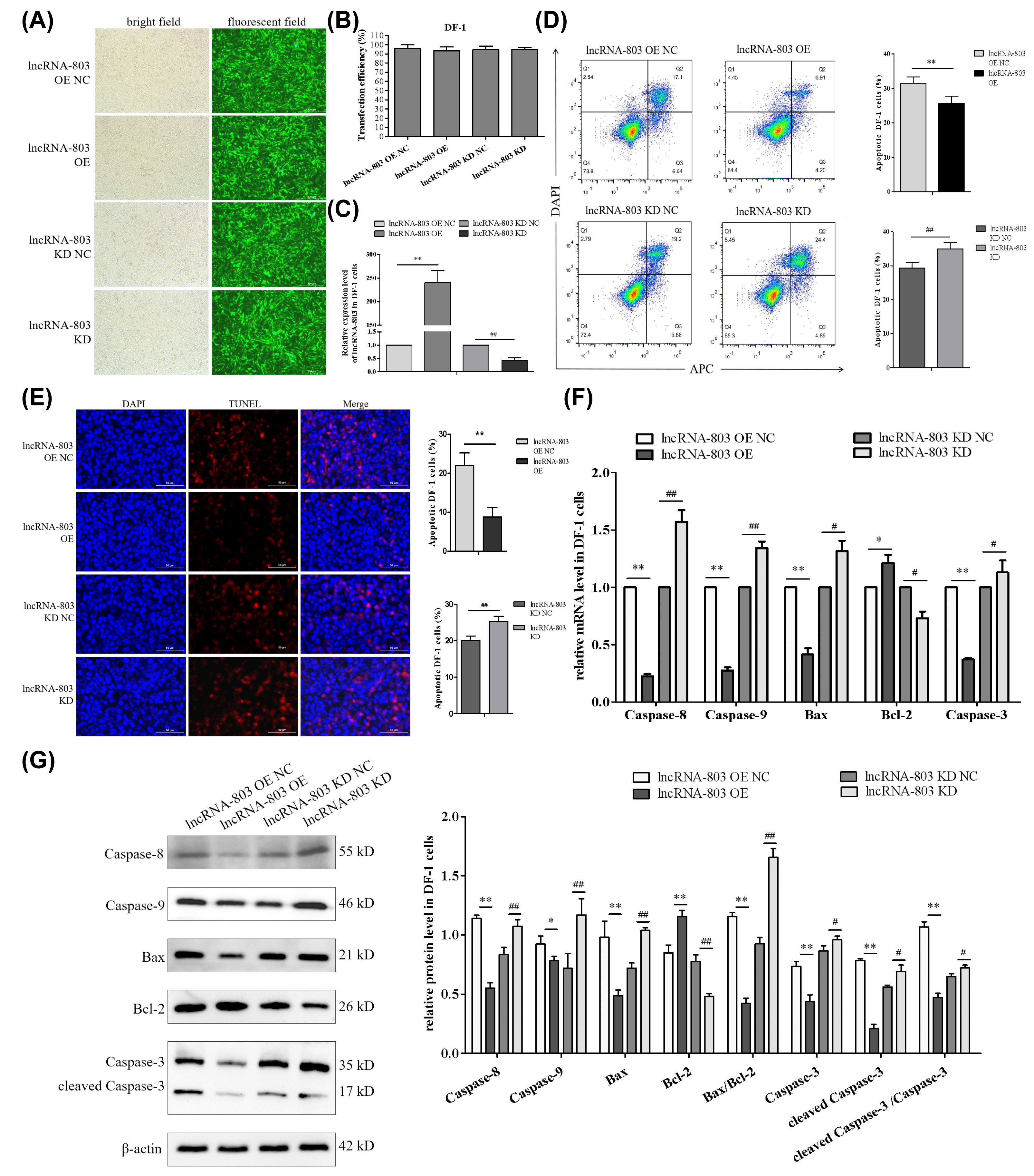 Genes 17 00440 g001 Genes 17 00440 g001